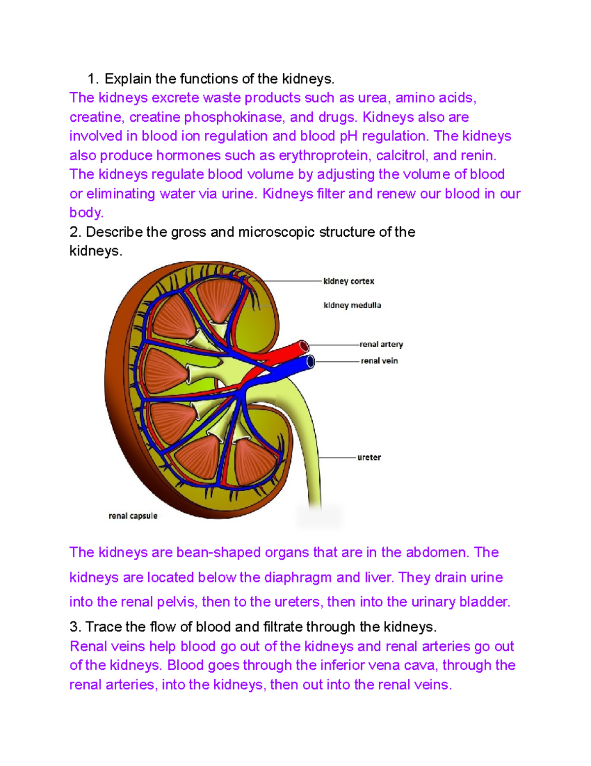 Renal System Questions and Answers Explain the functions of the
