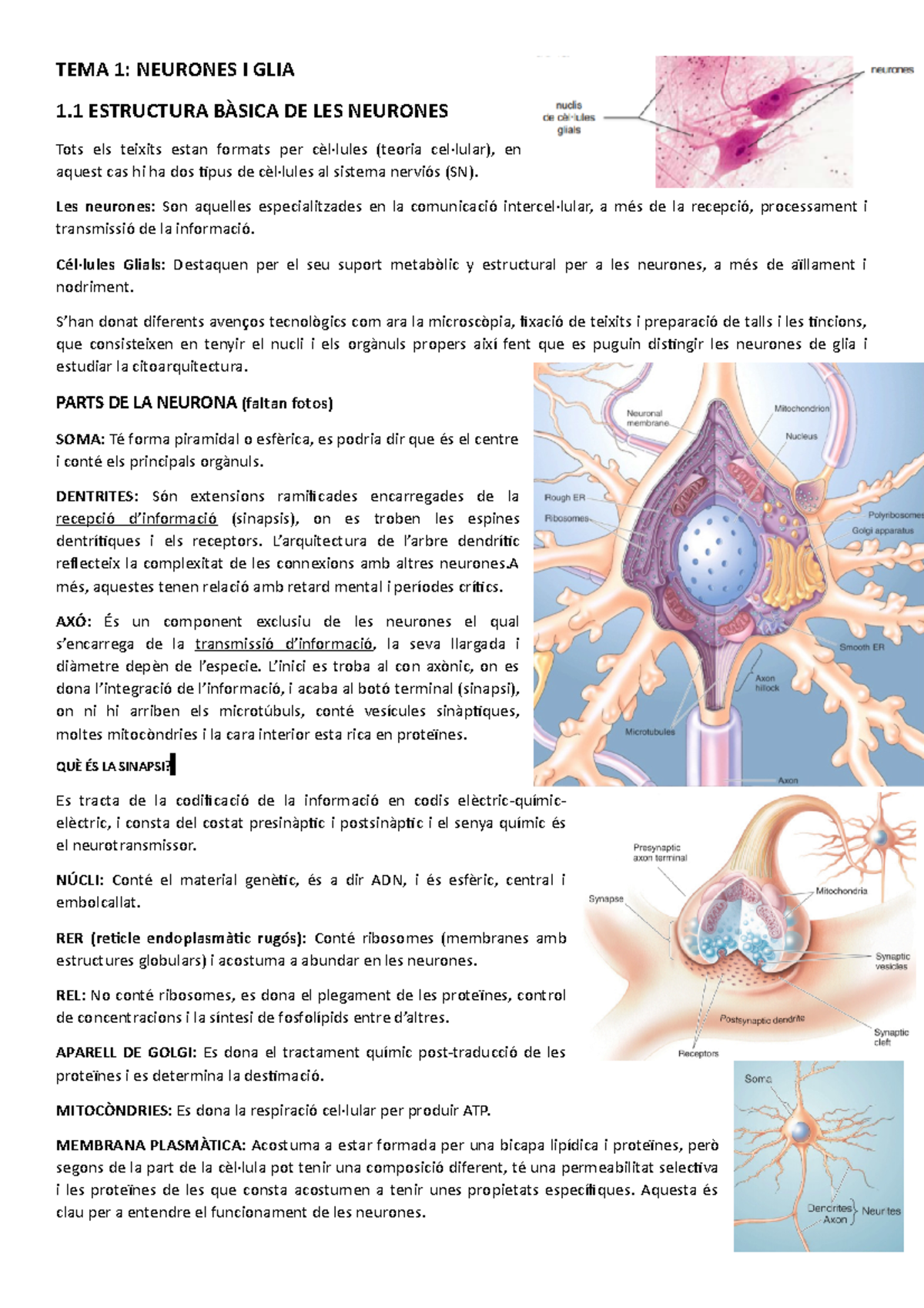 BIO T1 - Apunts 1 - TEMA 1: NEURONES I GLIA 1 ESTRUCTURA BÀSICA DE LES ...