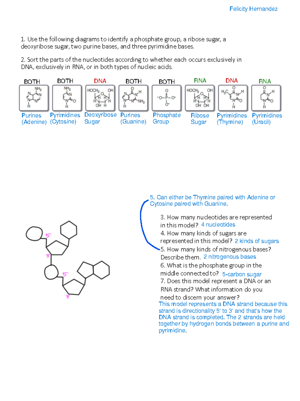 Week 5 Nucleic Acids Class Worksheet Use the following diagrams to