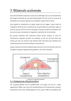 3 Platihelmints Bilaterals Acelomats La Simetria Bilateral Va Apareix Causa De La Cefalitzaci Dir La Concentraci Dels Rgans Sensorials En Una Zona Determinada Studocu