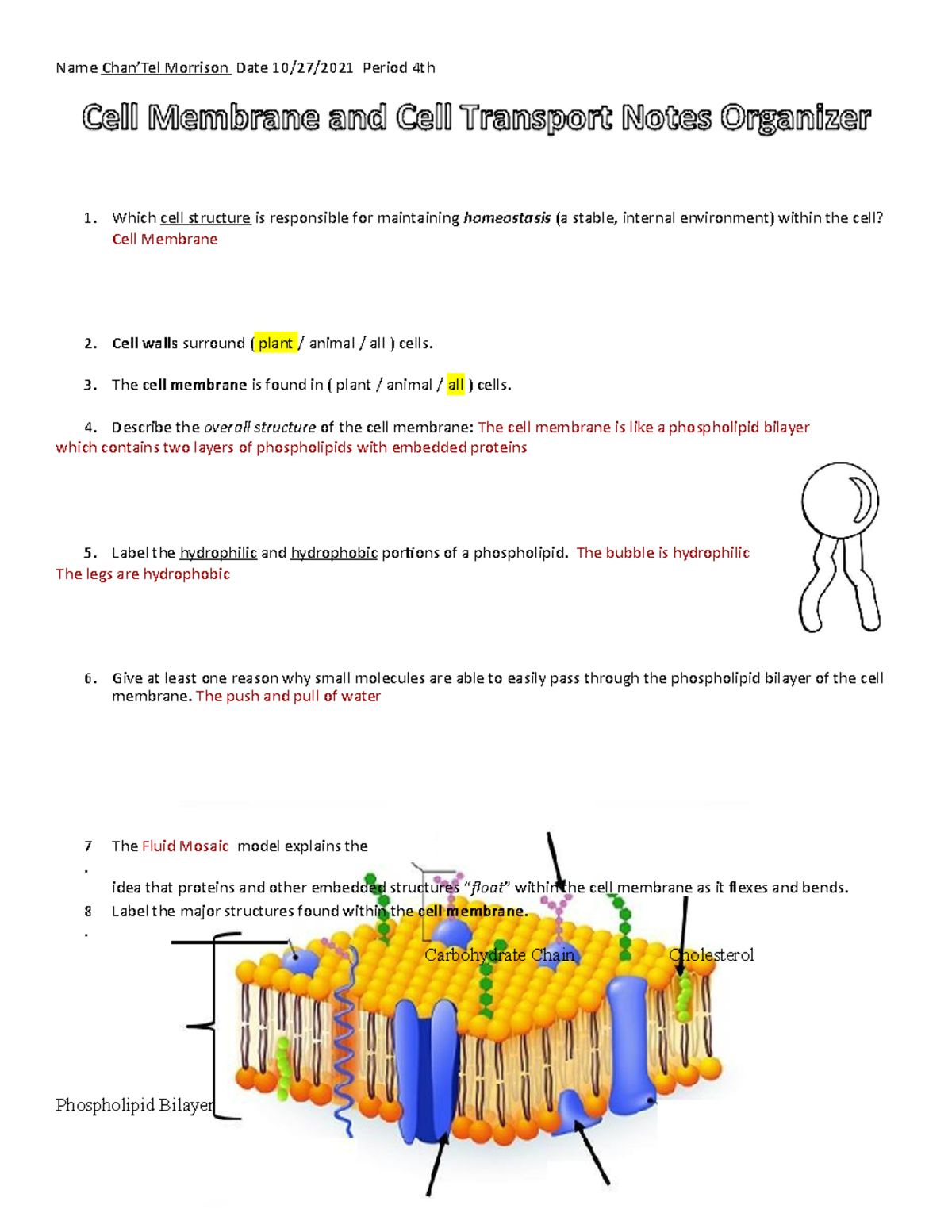 Copy Of Cell Membrane And Transport Notes Organizer - Name Chan’Tel ...