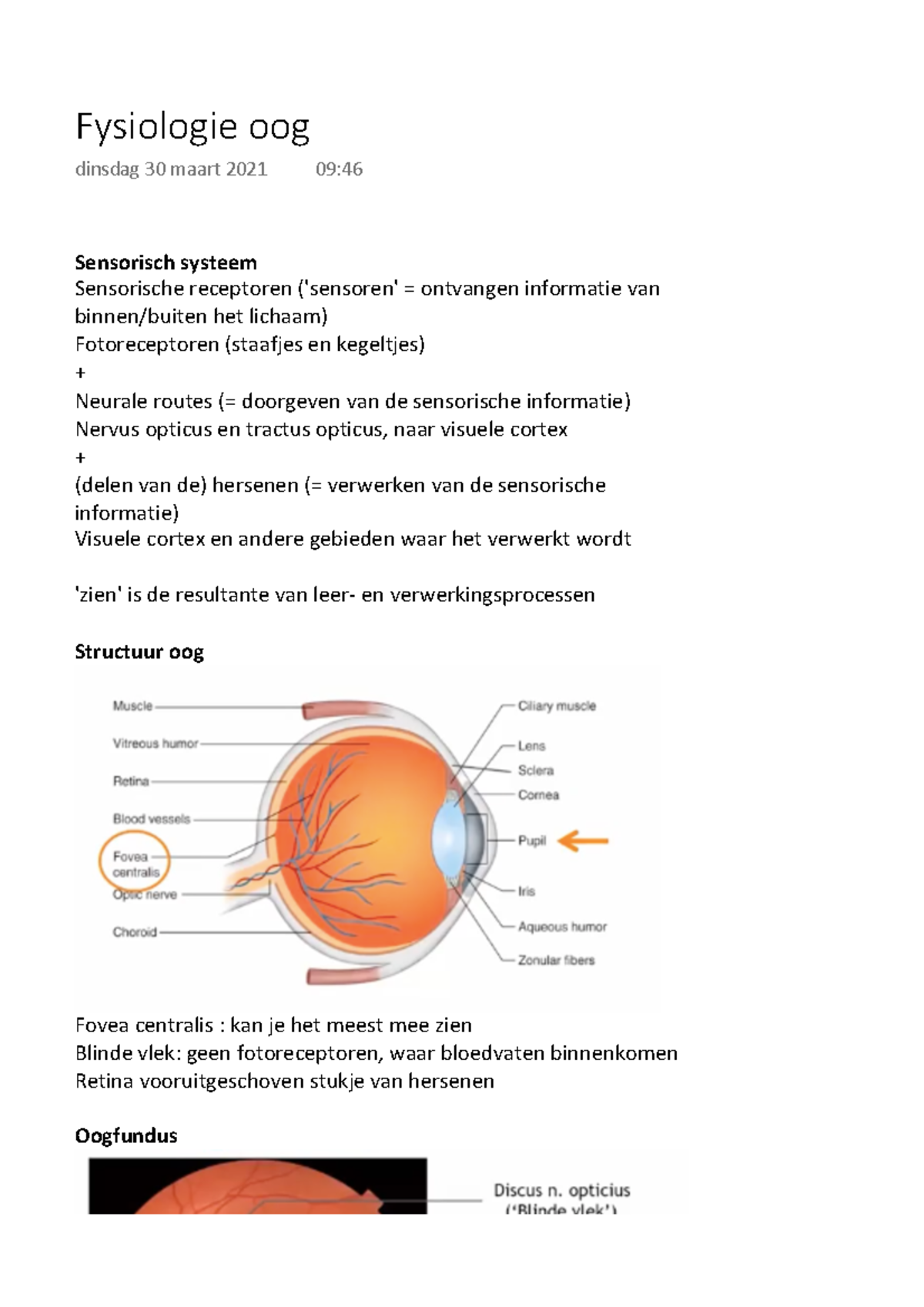 Fysiologie Oog - College Blok Hersenen En Zintuigen - Sensorisch ...