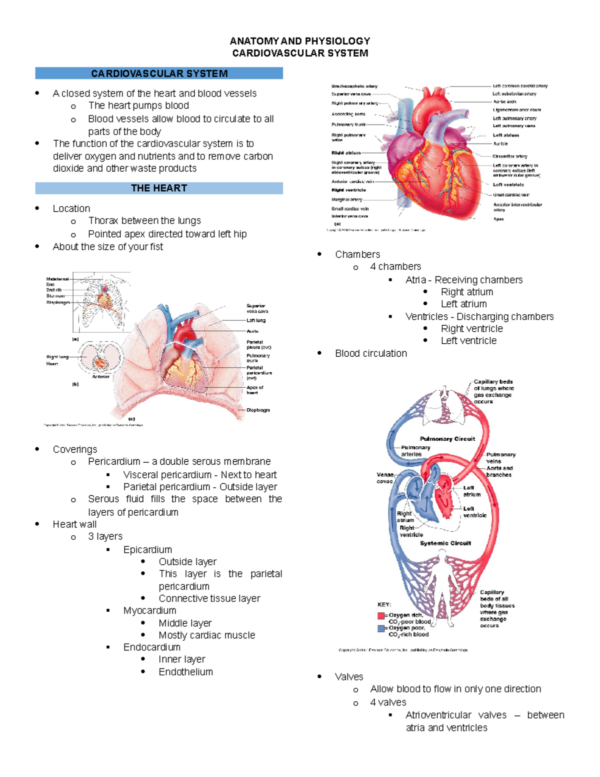 Cardiovascular system - Studocu