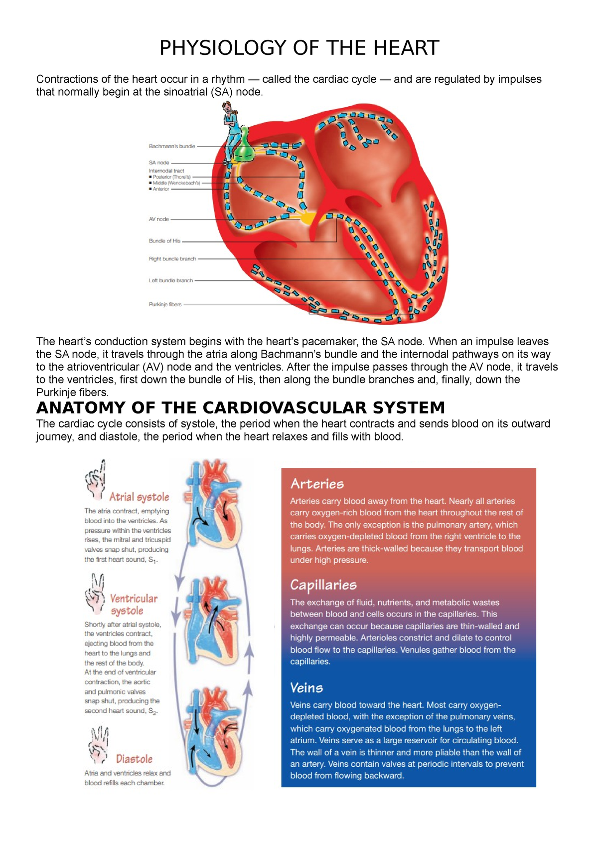 Physiology OF THE Heart - PHYSIOLOGY OF THE HEART Contractions of the ...