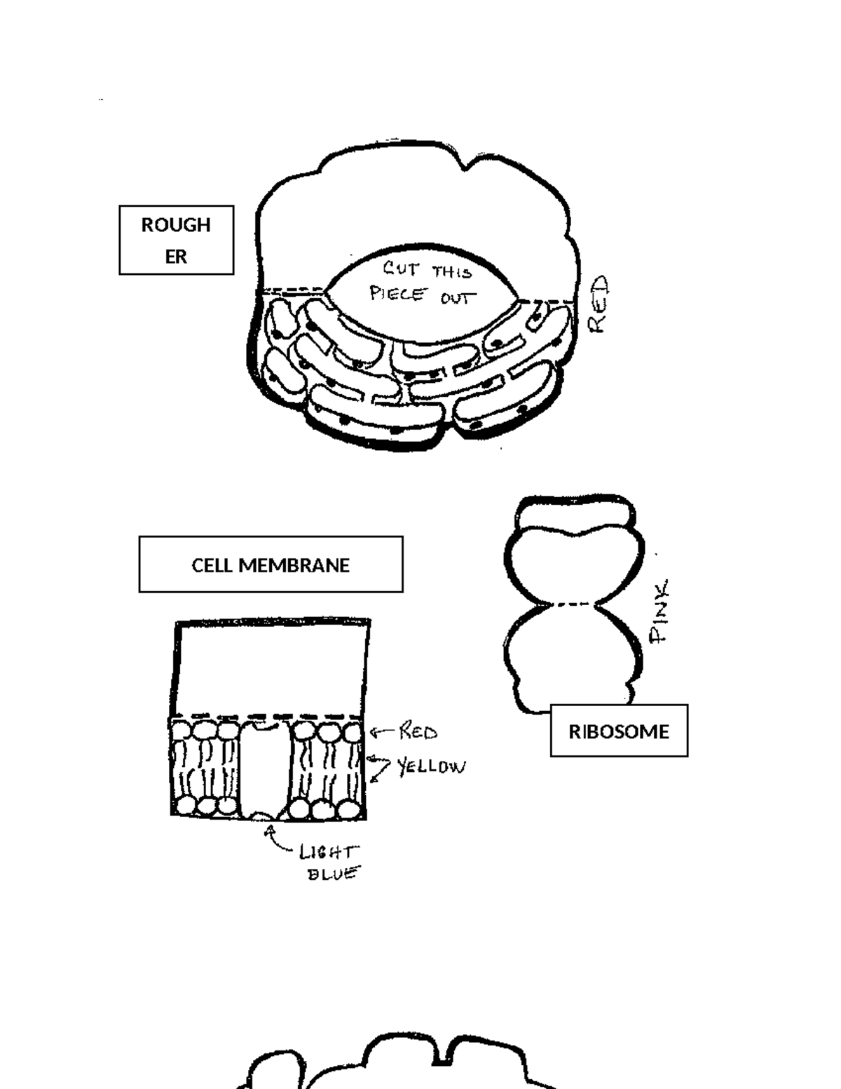 All Organelle Names Science Rough Er Cell Membrane Ribosome Smooth