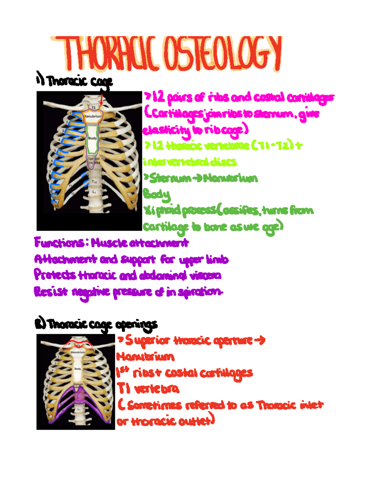 Thoracic osteology - Sweeney - THORACIC ####### OSTEOLOGY 1 Thoracic ...