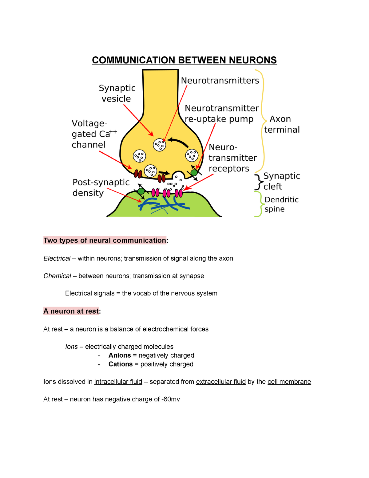 Communication B W Neuron Notes - COMMUNICATION BETWEEN NEURONS Two ...