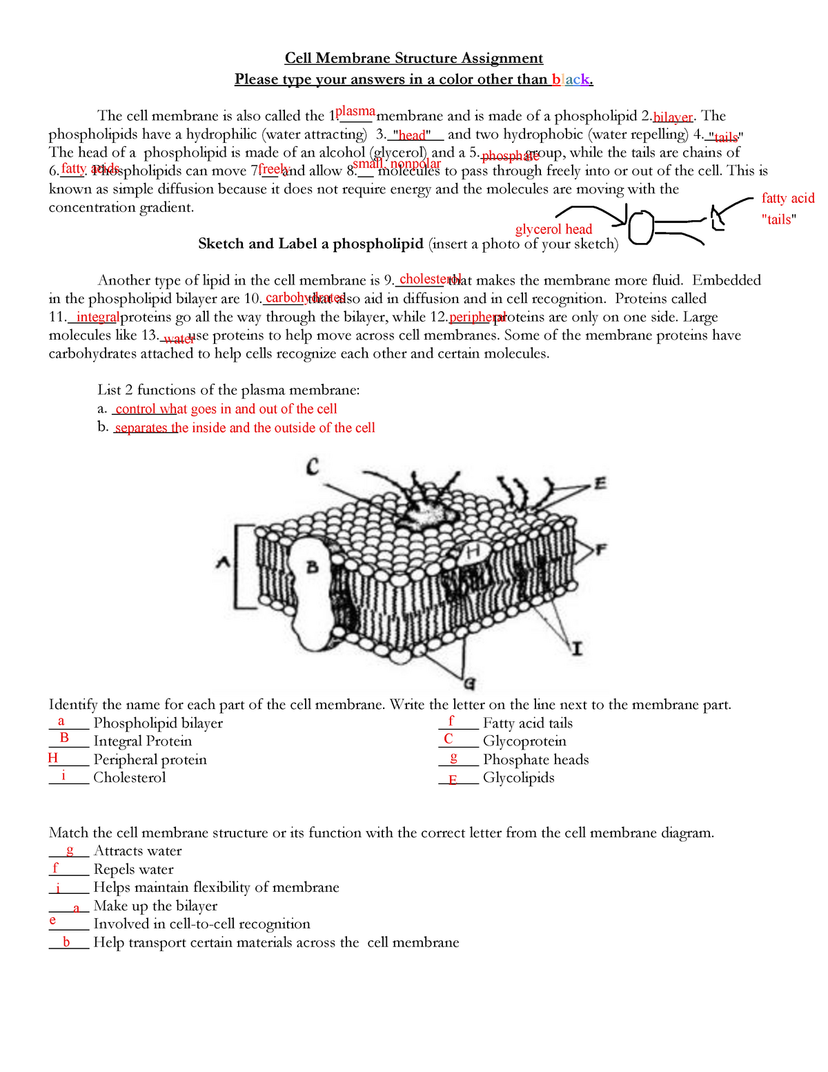 Unit 10 - Cell Membrane Assignment (Hn Bio - Falcone 10) - BIO10 With Cell Membrane Coloring Worksheet Answers
