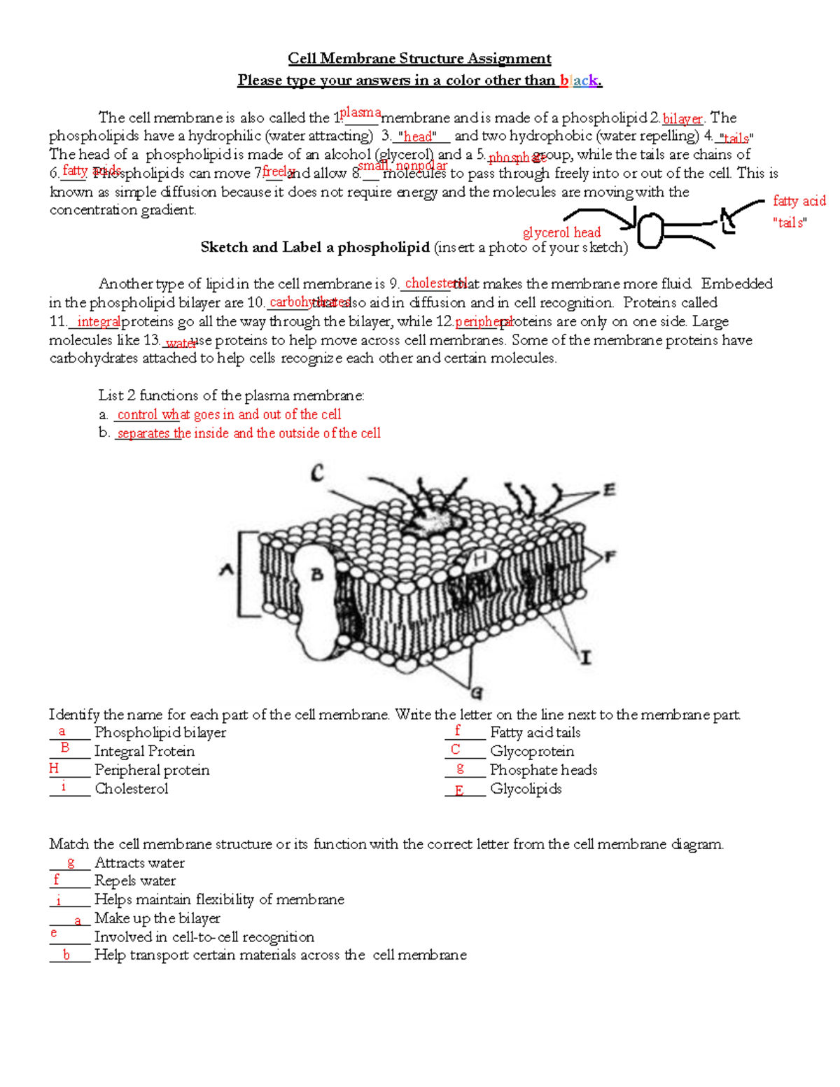 Unit 20 - Cell Membrane Assignment (Hn Bio - Falcone 20) - BIO20 Pertaining To Membrane Structure And Function Worksheet