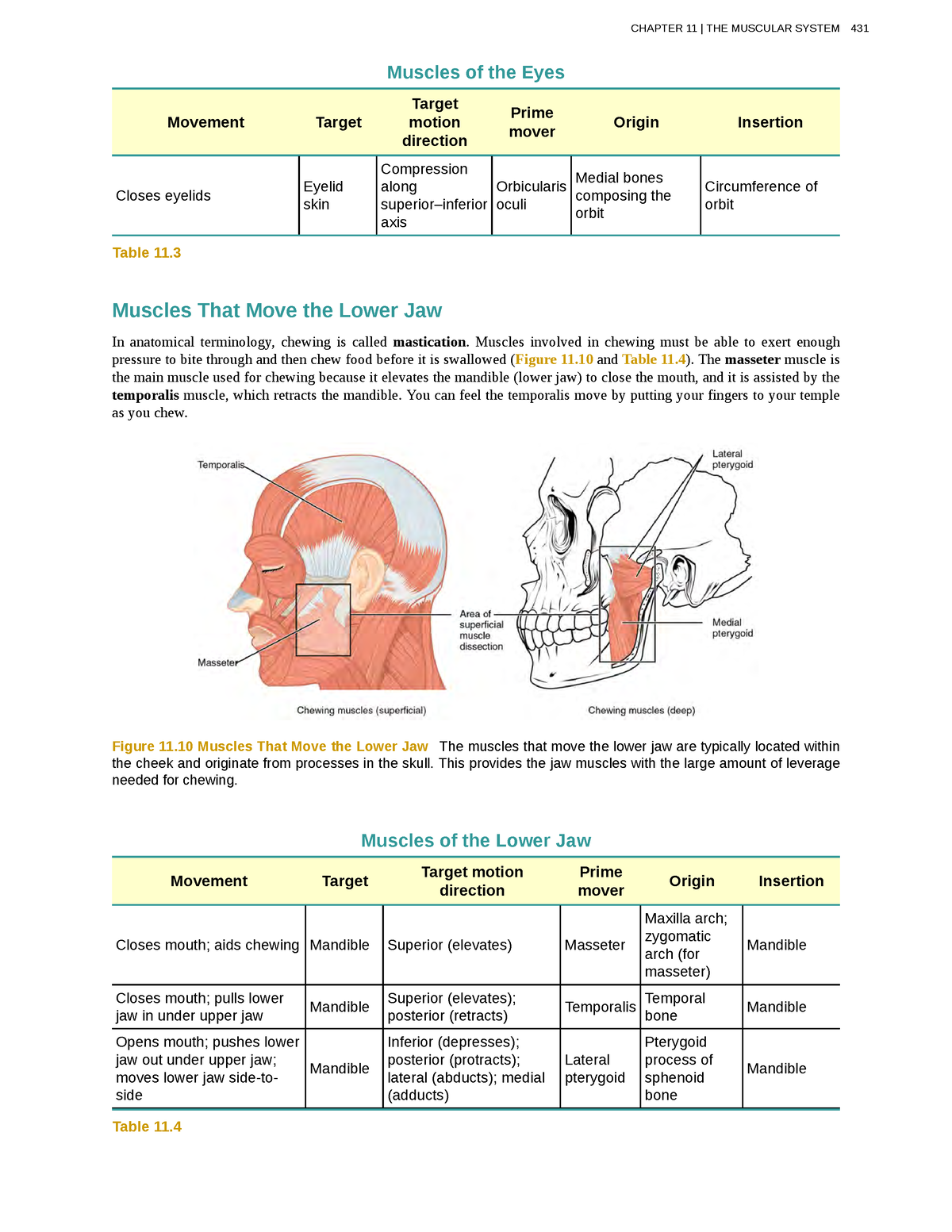 anatomy-physiology-147-muscles-of-the-eyes-movement-target-target