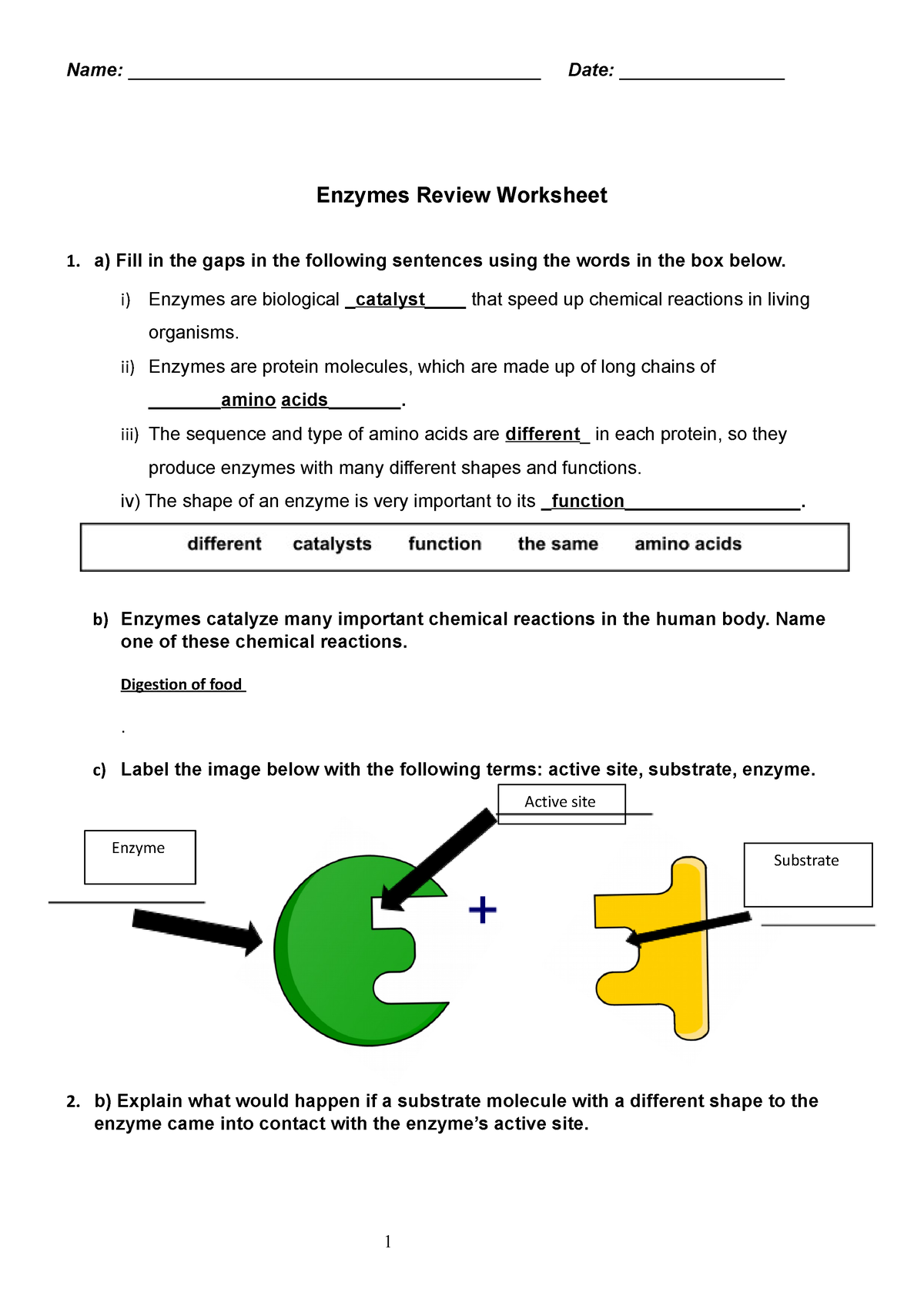 Enzymes- Activity - Enzyme's worksheet - Enzymes Review Worksheet 1. a ...