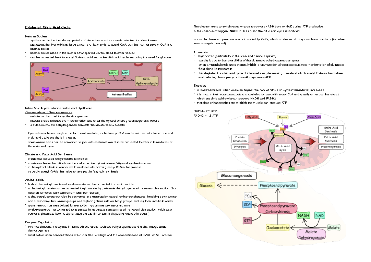 E-tutorial Citric acid cycle - E-tutorial: Citric Acid Cycle Ketone ...