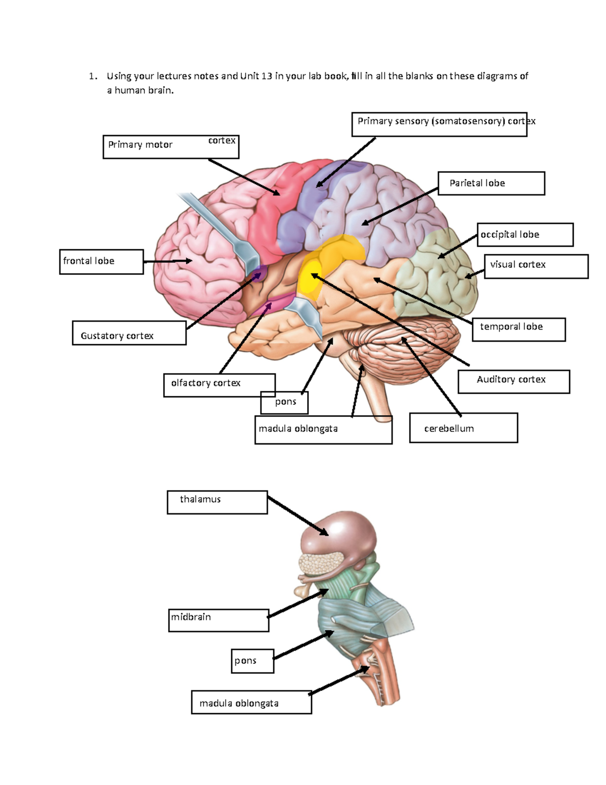 Pre-lab 7 brain and cranial nerves-1 PDF - Using your lectures notes ...