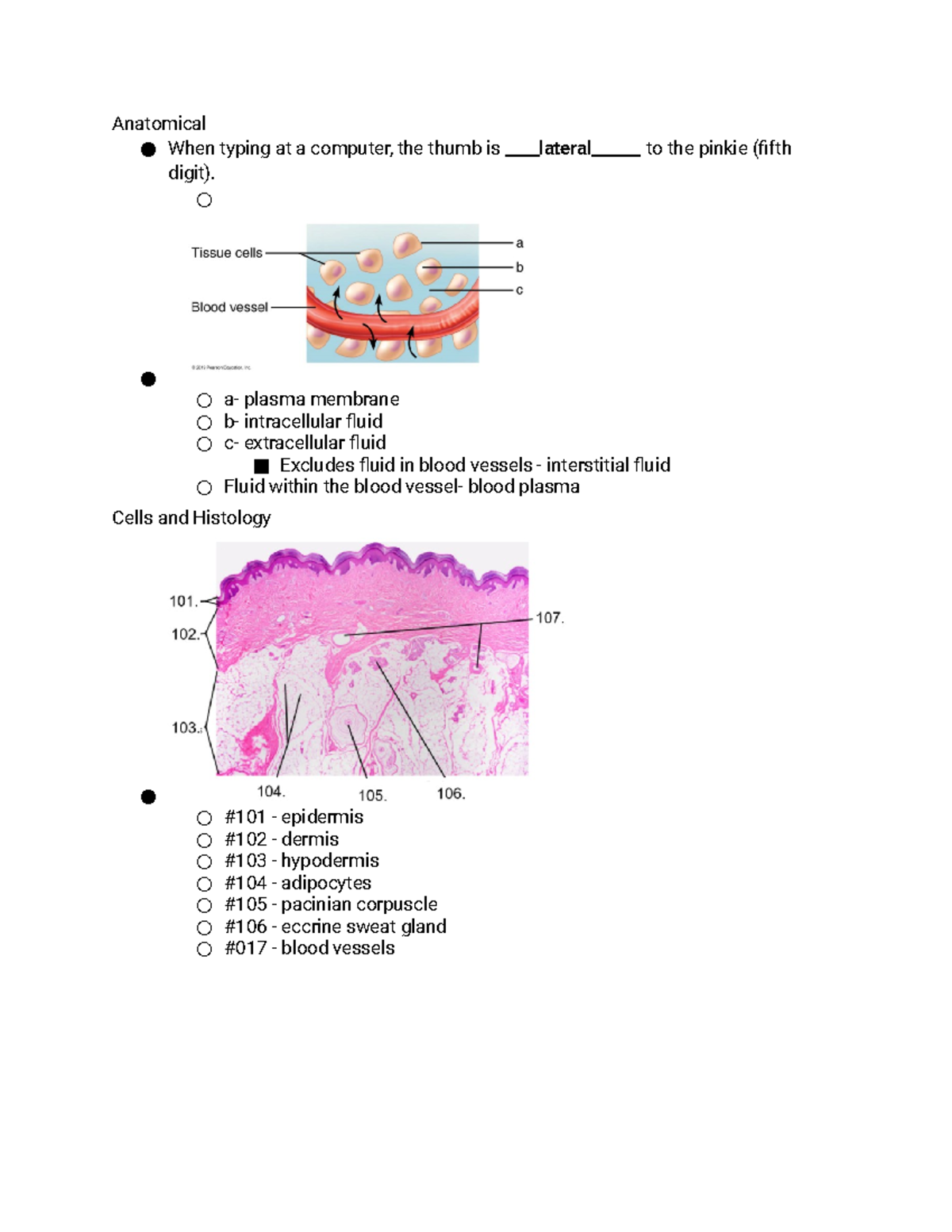 Lab Quiz Questions Anatomical Positions and Cells Anatomical When