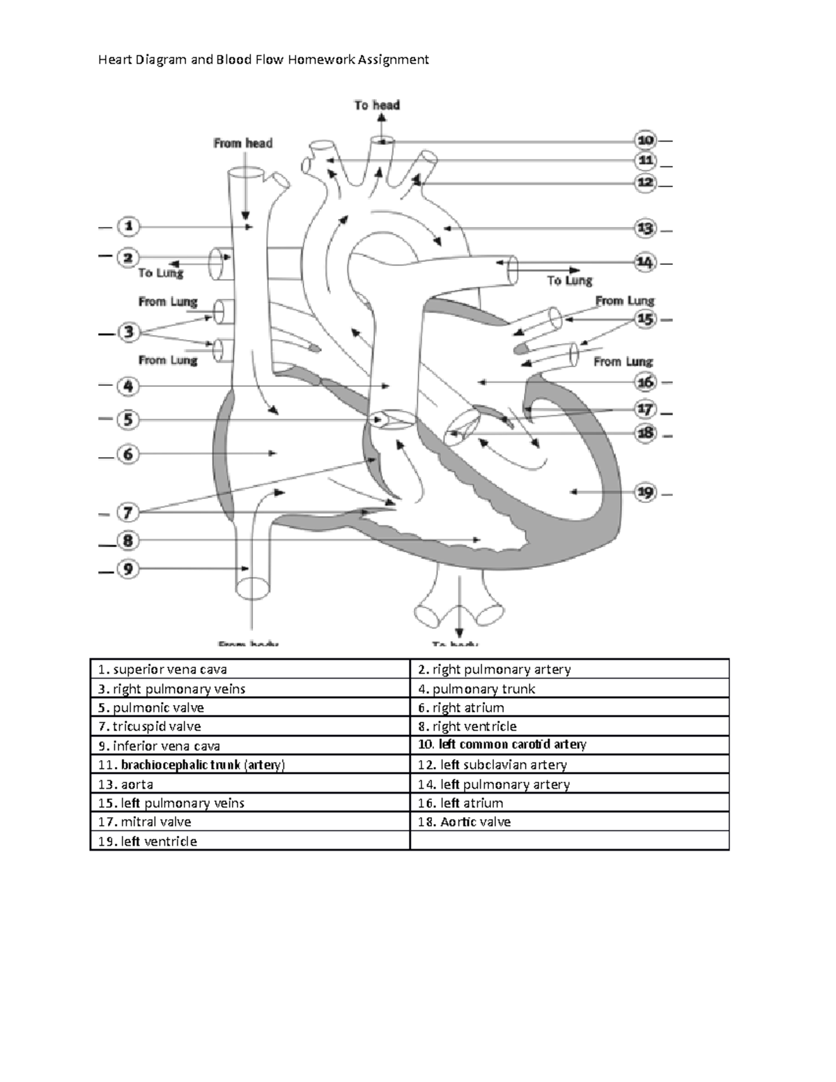Heart Diagram and Blood Flow Worksheet - Heart Diagram and Blood Flow  Homework Assignment 1. - Studocu