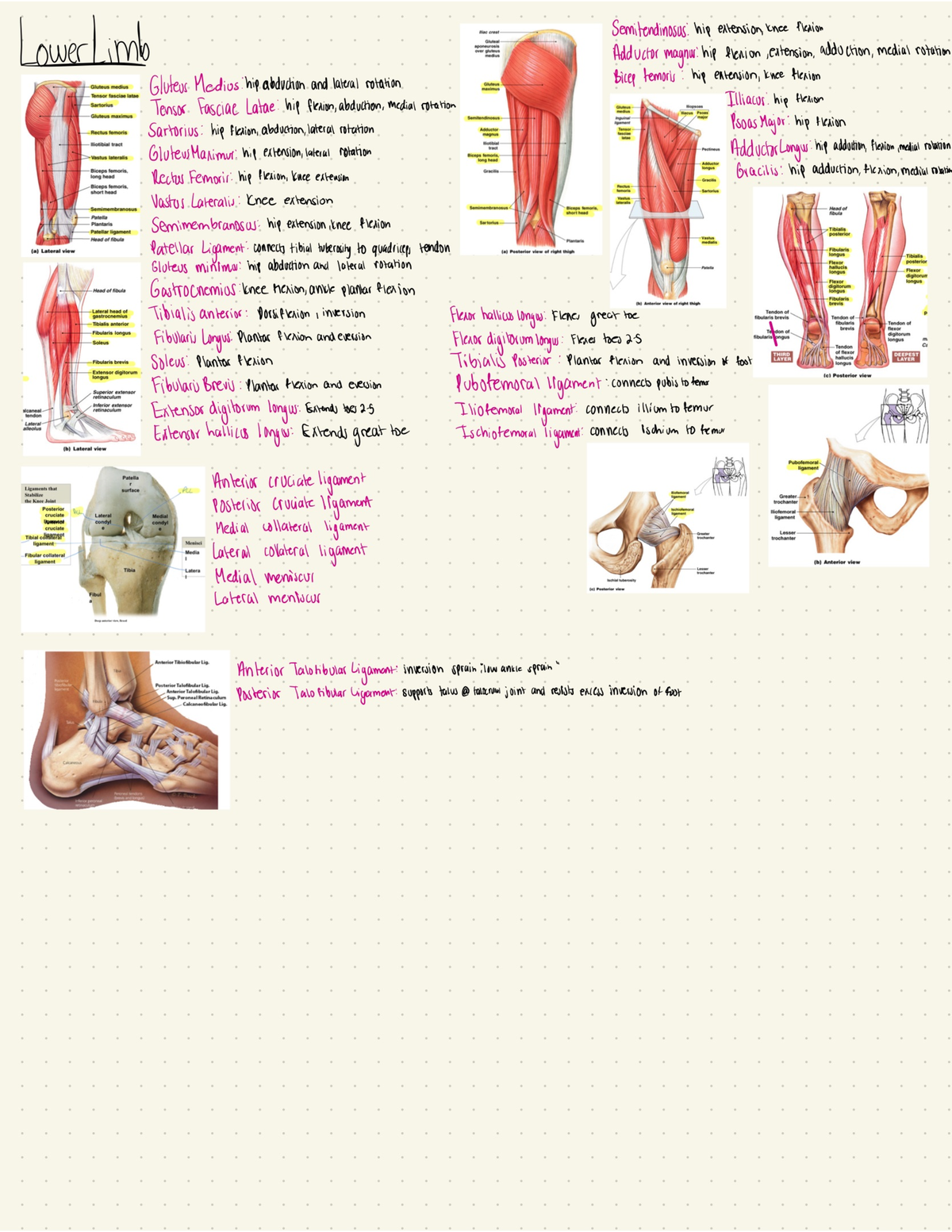 Lower limb muscles - BI 206 - Studocu