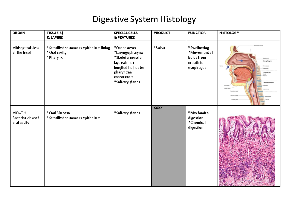 Digestive Chart - Digestive System Histology ORGAN TISSUE(S) & LAYERS