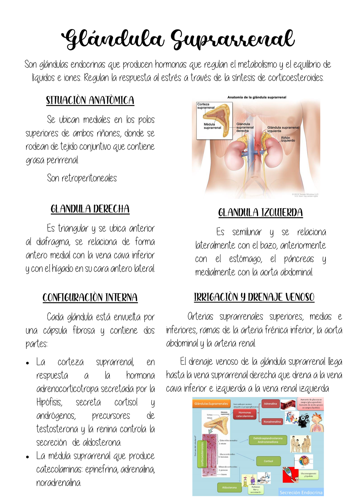 Glándula Suprarrenal Resumen Muy Puntual Del Tema Gl·ndula