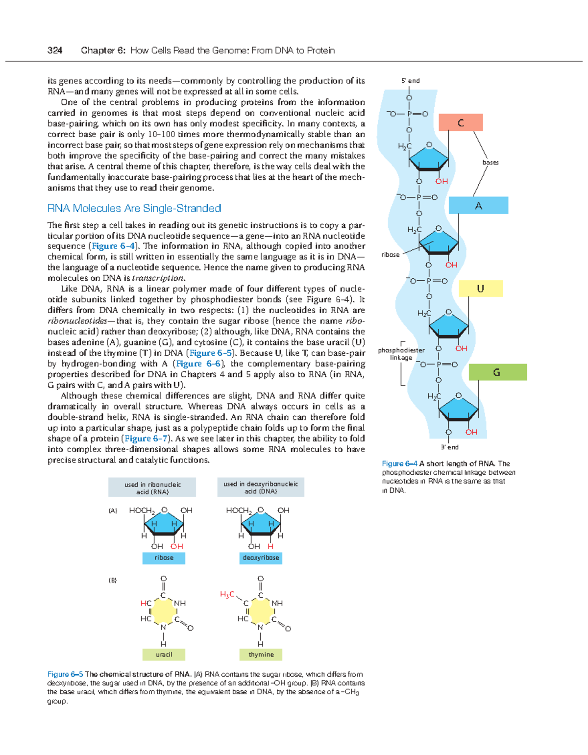 Pages 324-331 - 324 Chapter 6: How Cells Read the Genome: From DNA to ...