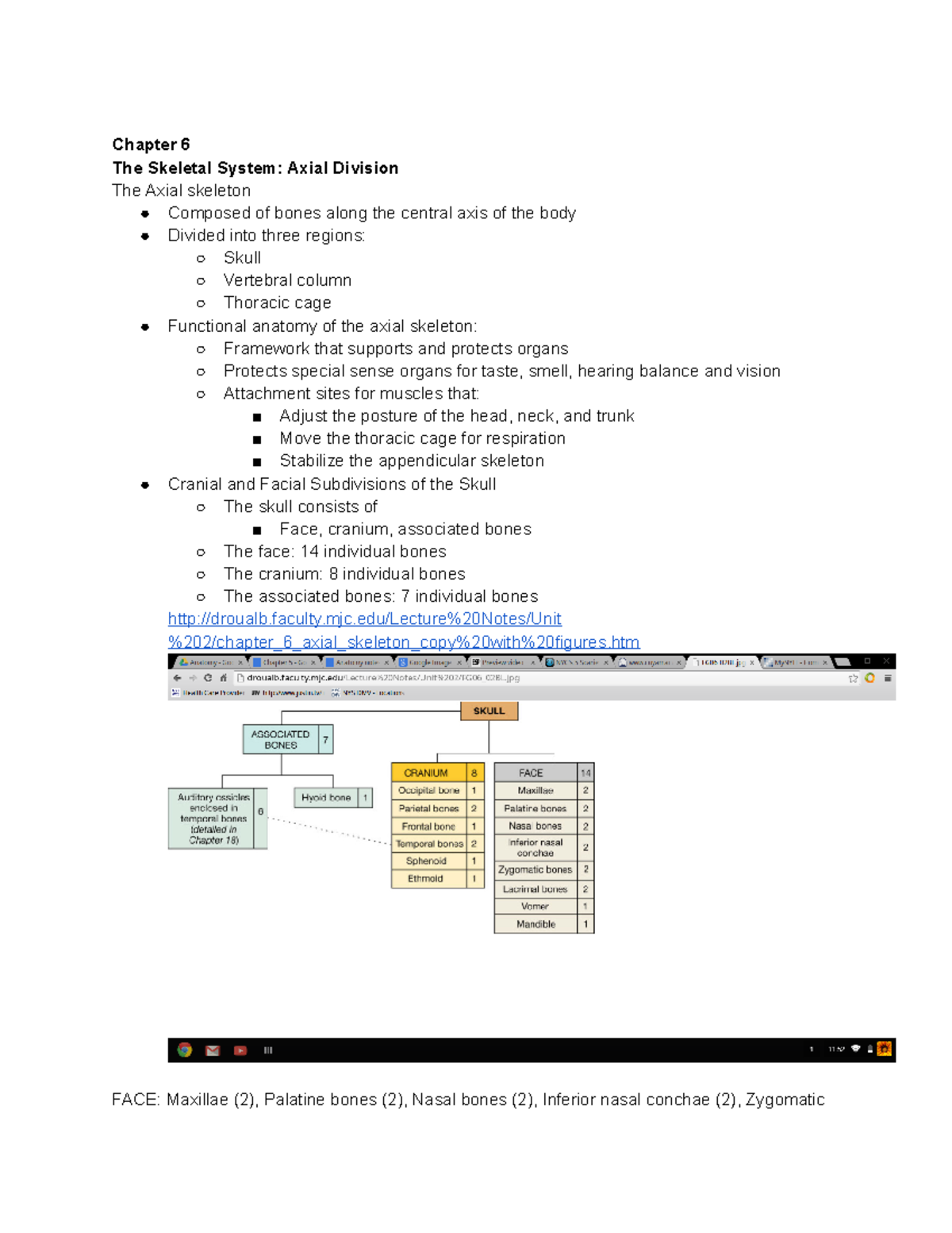 Final Notes - Chapter 6 The Skeletal System: Axial Division The Axial ...