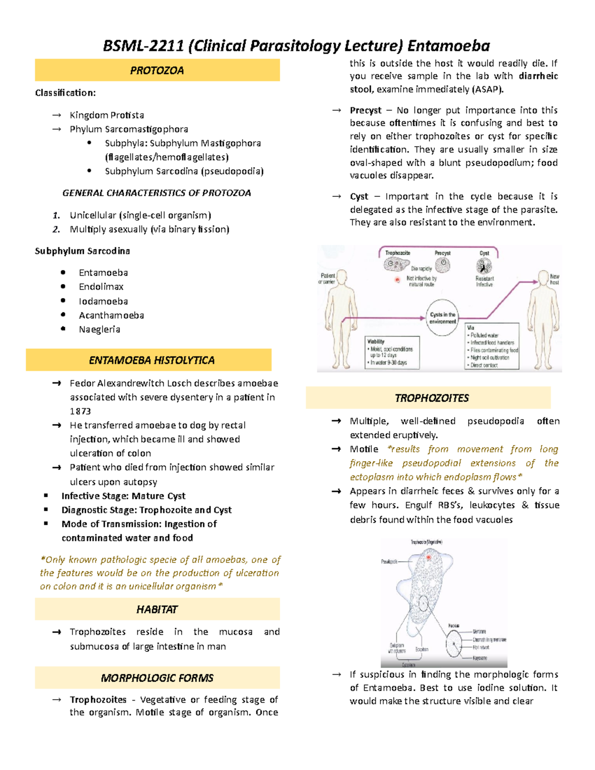Entamoeba (Semis) - para lec - (Clinical Parasitology Lecture ...