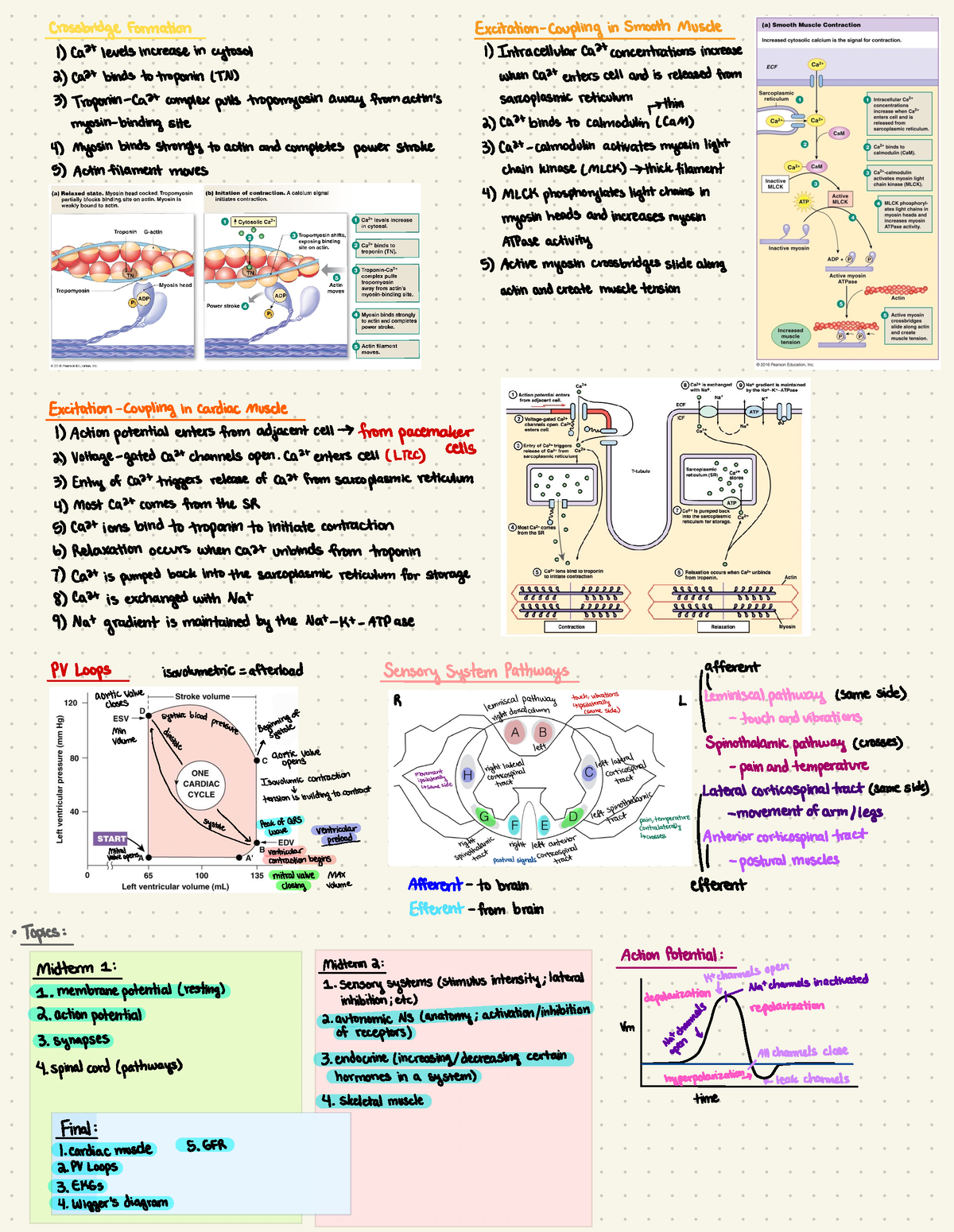 BIPN 100 Notes 1 - Crossbridge formation Excitation- Coupling in Smooth ...