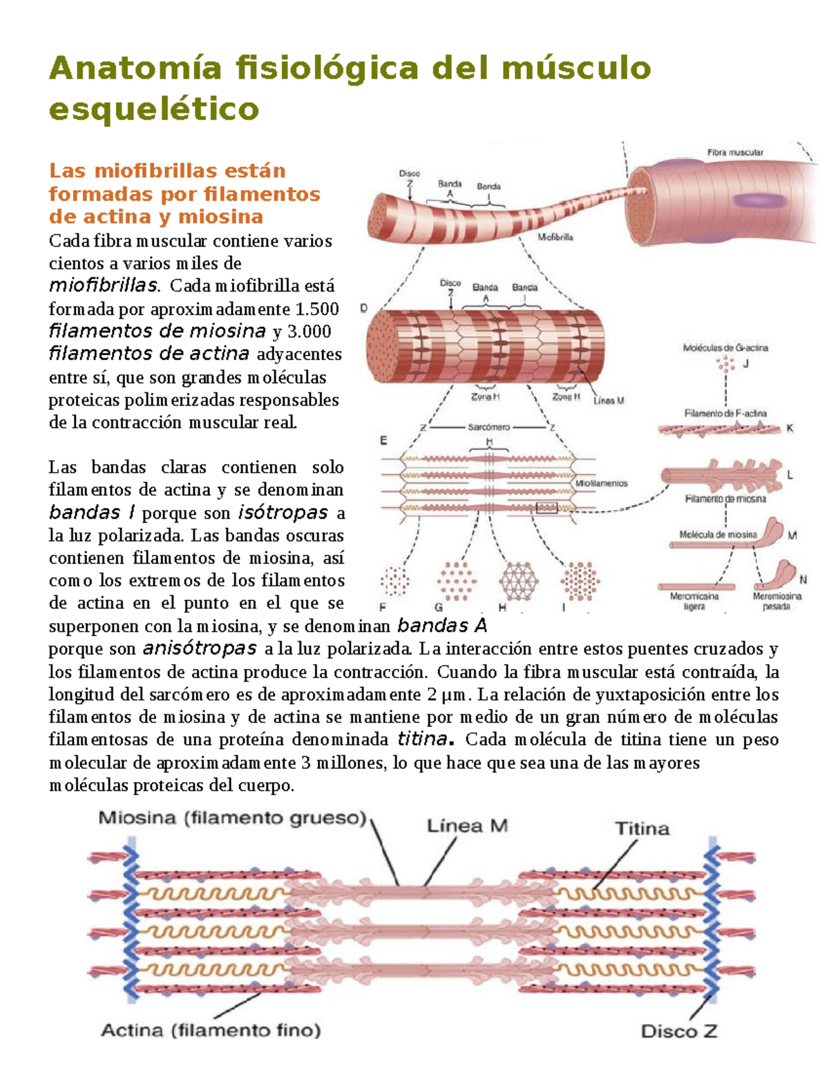 Anatomía fisiológica del músculo esquelético - Anatomía fisiológica del ...