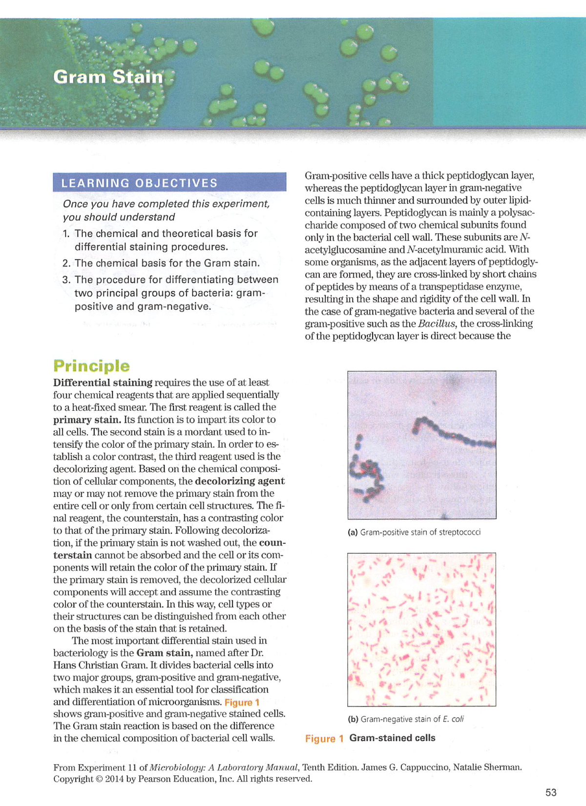 gram-stain-good-stem-work-immersion-studocu