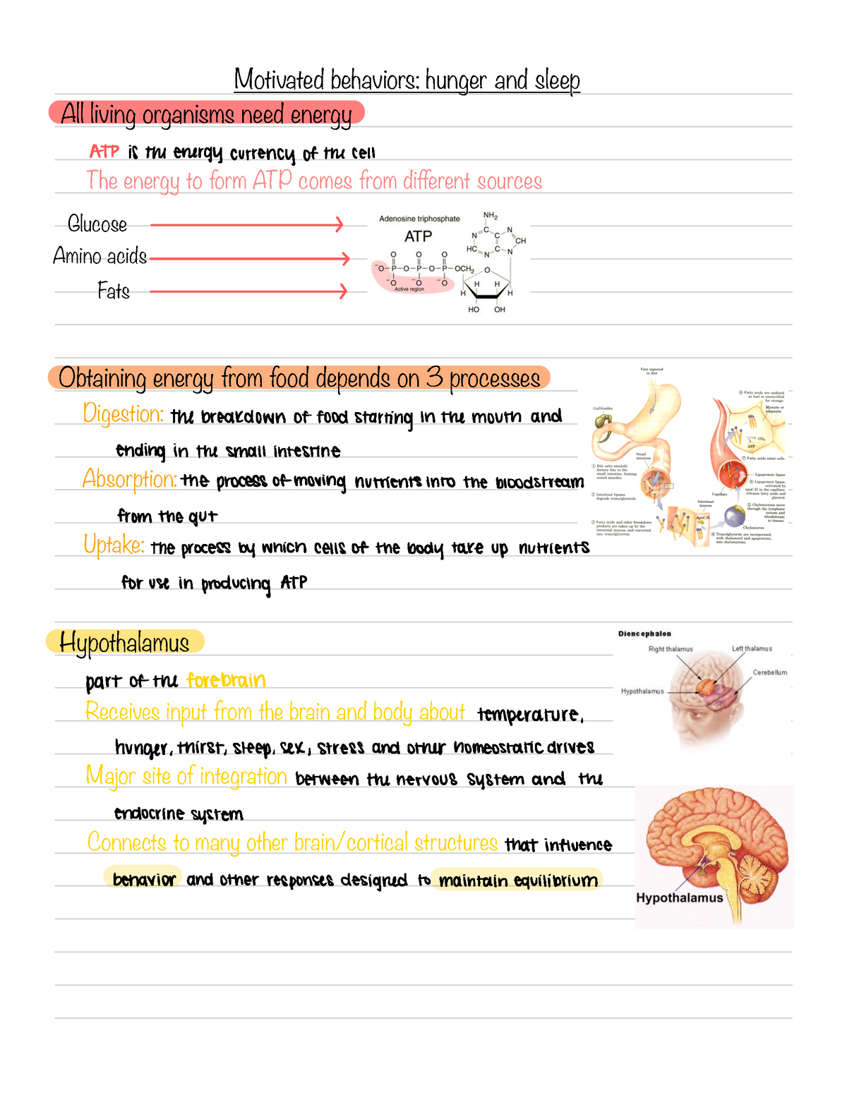 Module 4 - energy, food breakdown, hunger and satiety, eating behaviors ...