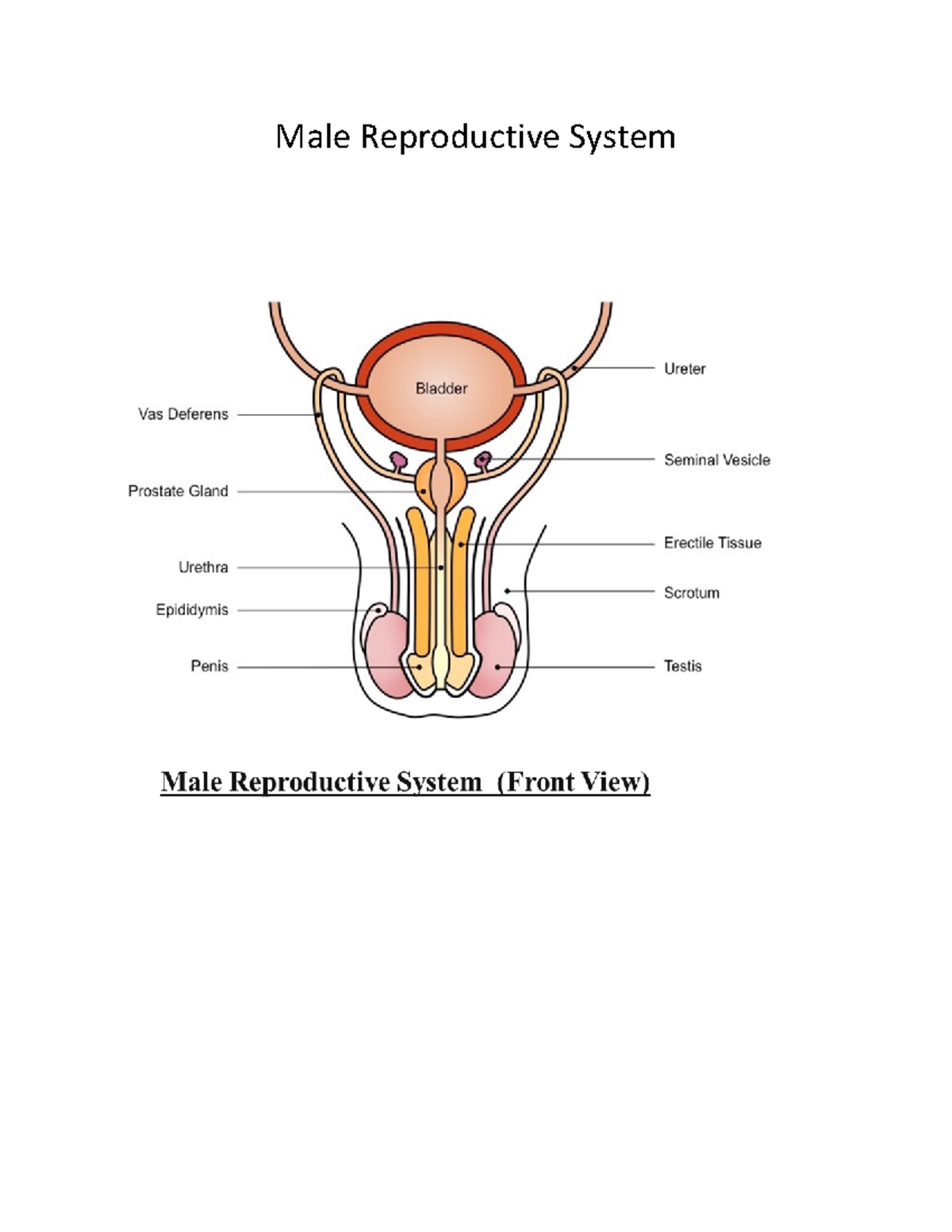 Male Reproductive System Info - Male Reproductive System Male ...