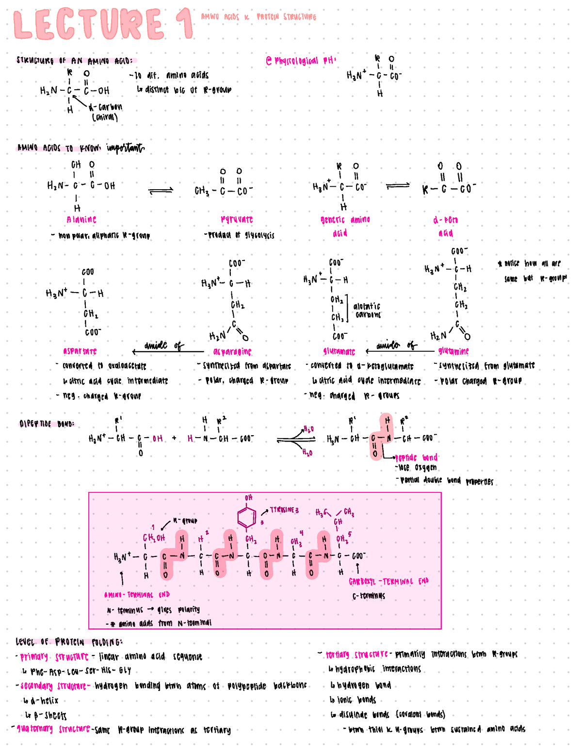 Lecture 1-Amino Acids and Protein Structure - 8888 OPE & Amir ACIDS a ...