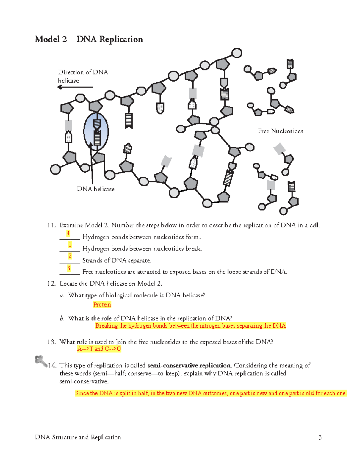 Biology 1 DNA Replication Model DNA Structure And Replication 3 