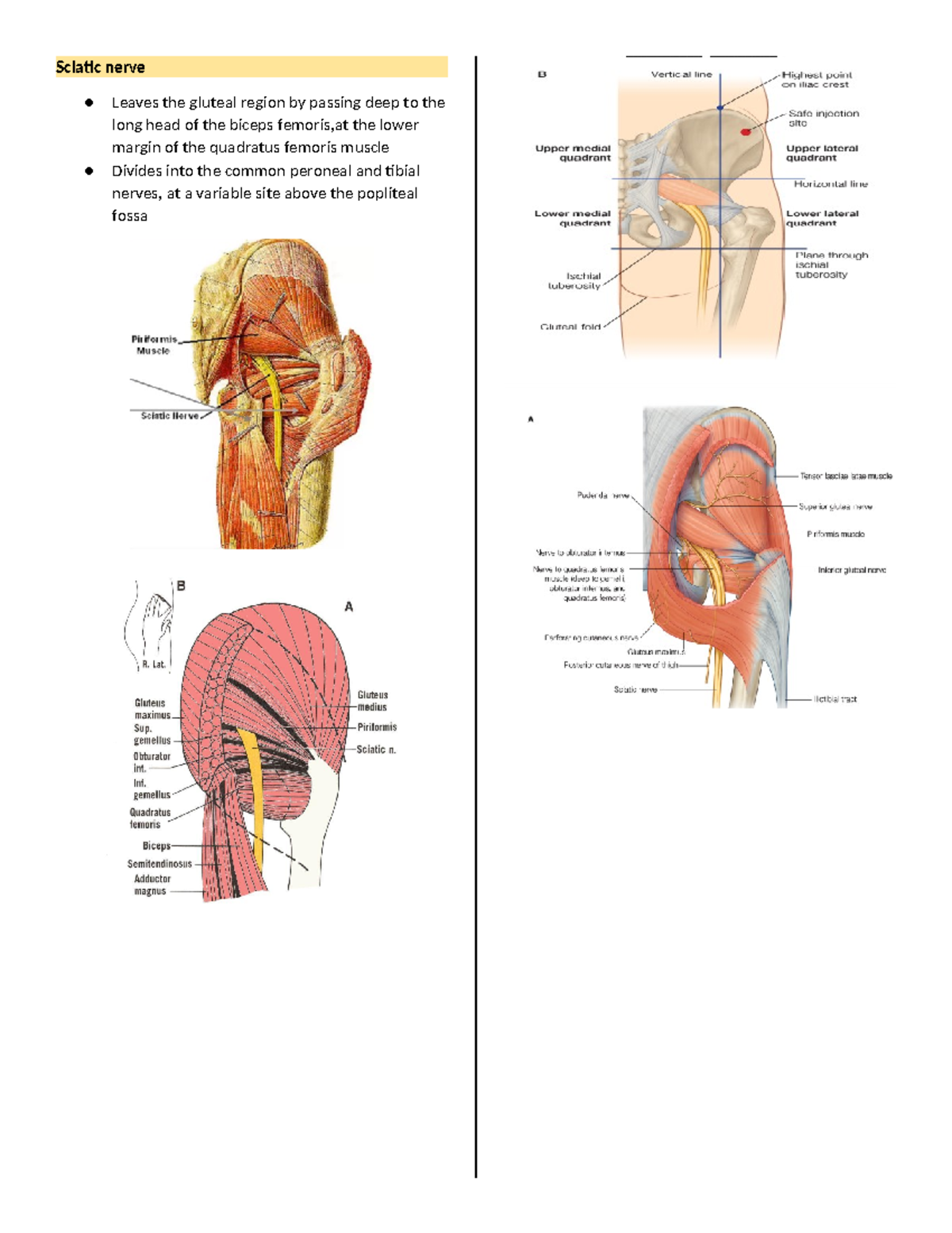 General Anatomy Sciatic Nerve Greater Sciatic Foramen Lesser