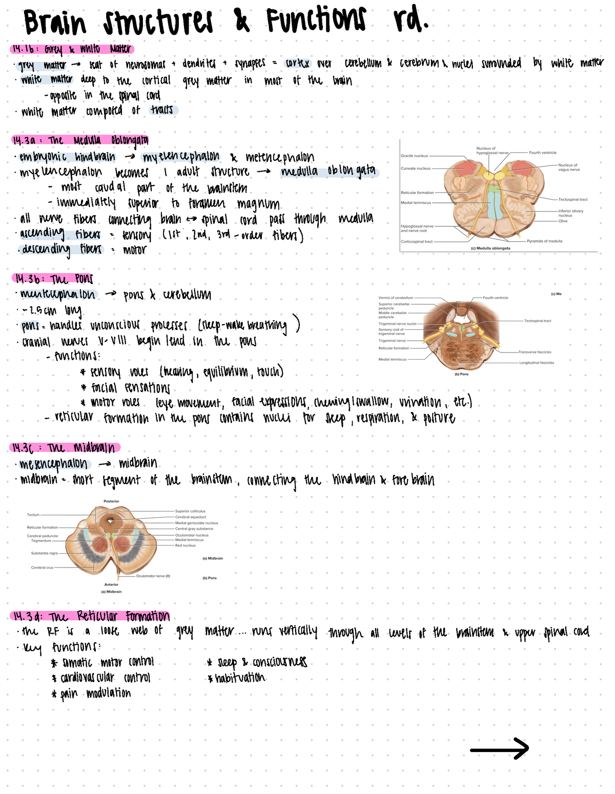 Brain Structures and Functions Reading - Brain Structures & Functions ...