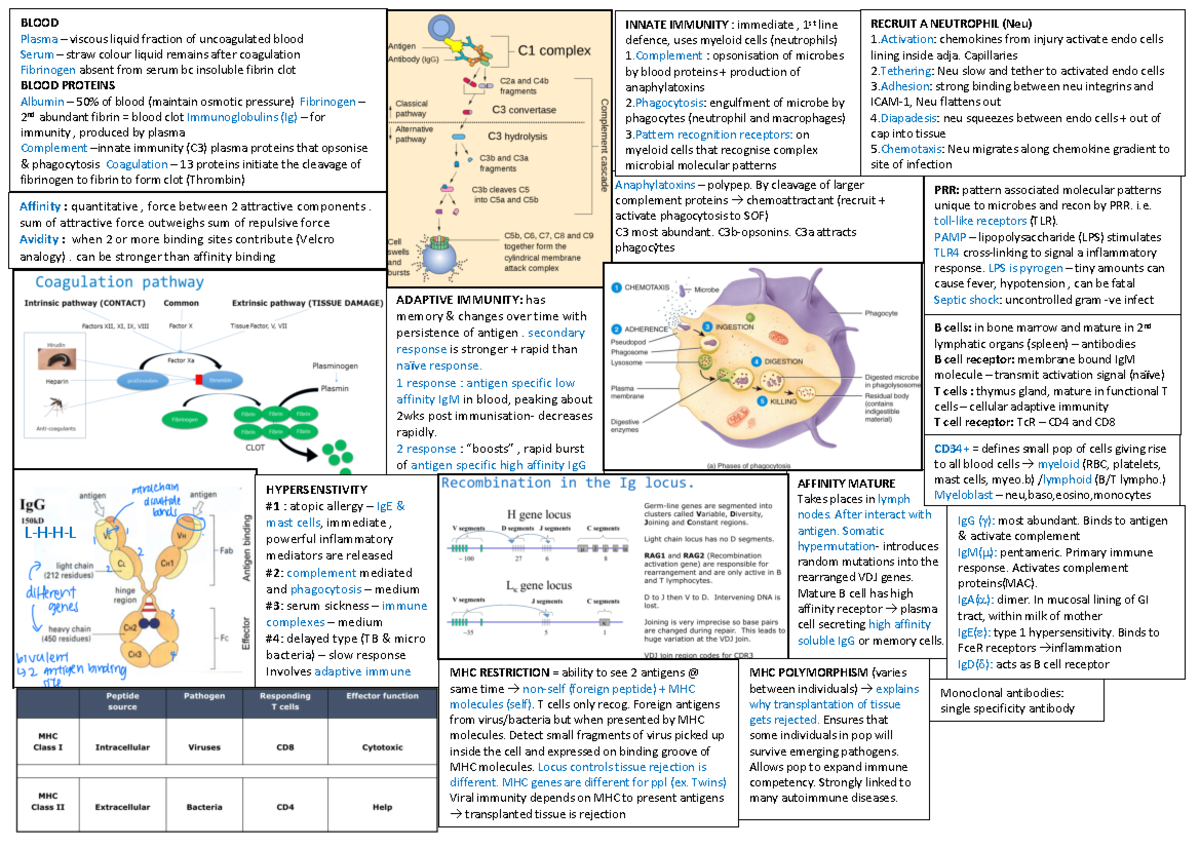 summary sheet for exam - AFFINITY MATURE Takes places in lymph nodes ...