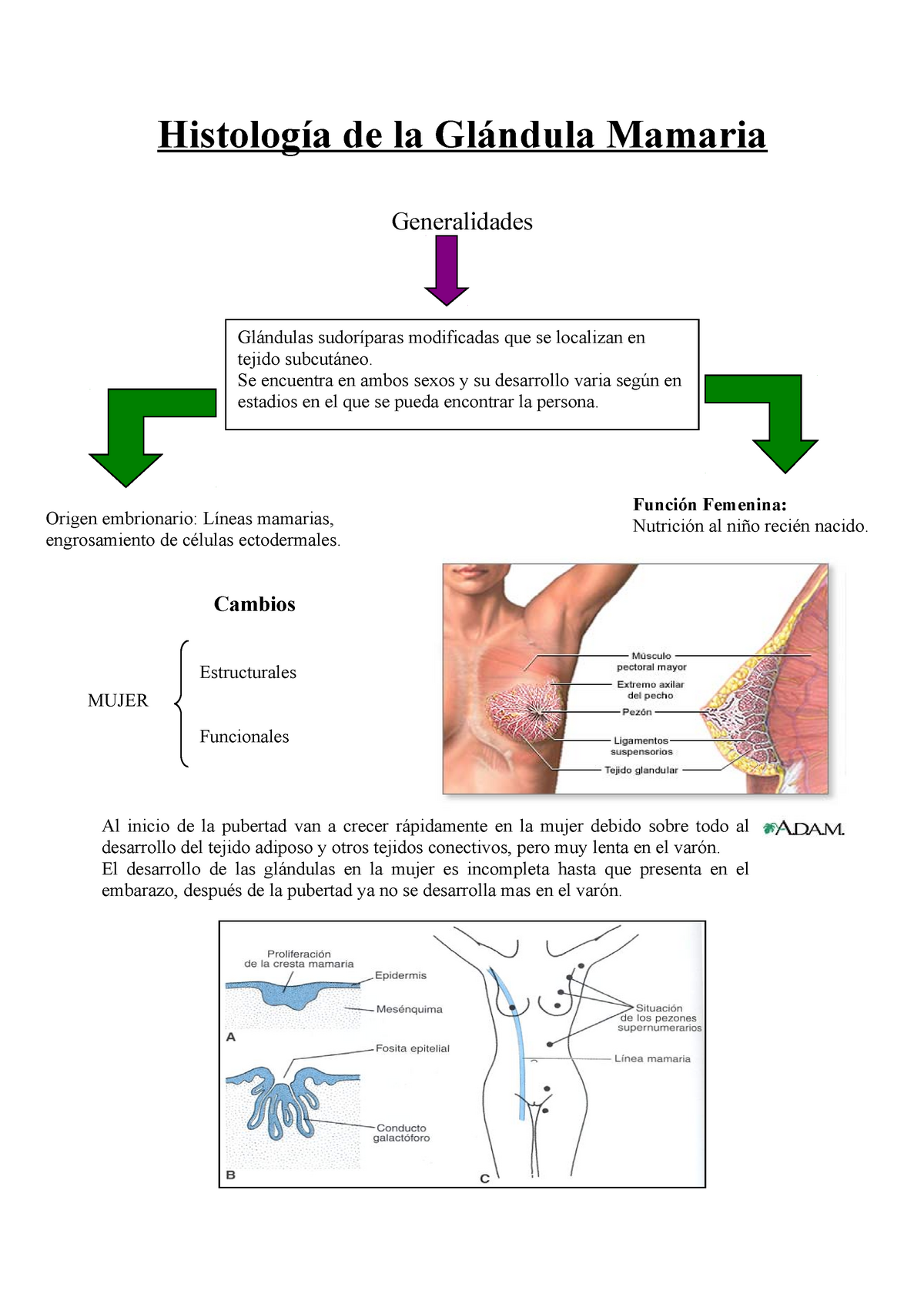 Histología De La Glándula Mamaria De La Mamaria Generalidades Modificadas Que Se Localizan En 9302