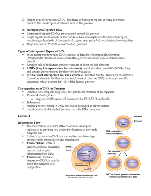 Cell and Molecular Bio Lecture Notes-5 - Base Excision Repair Base ...