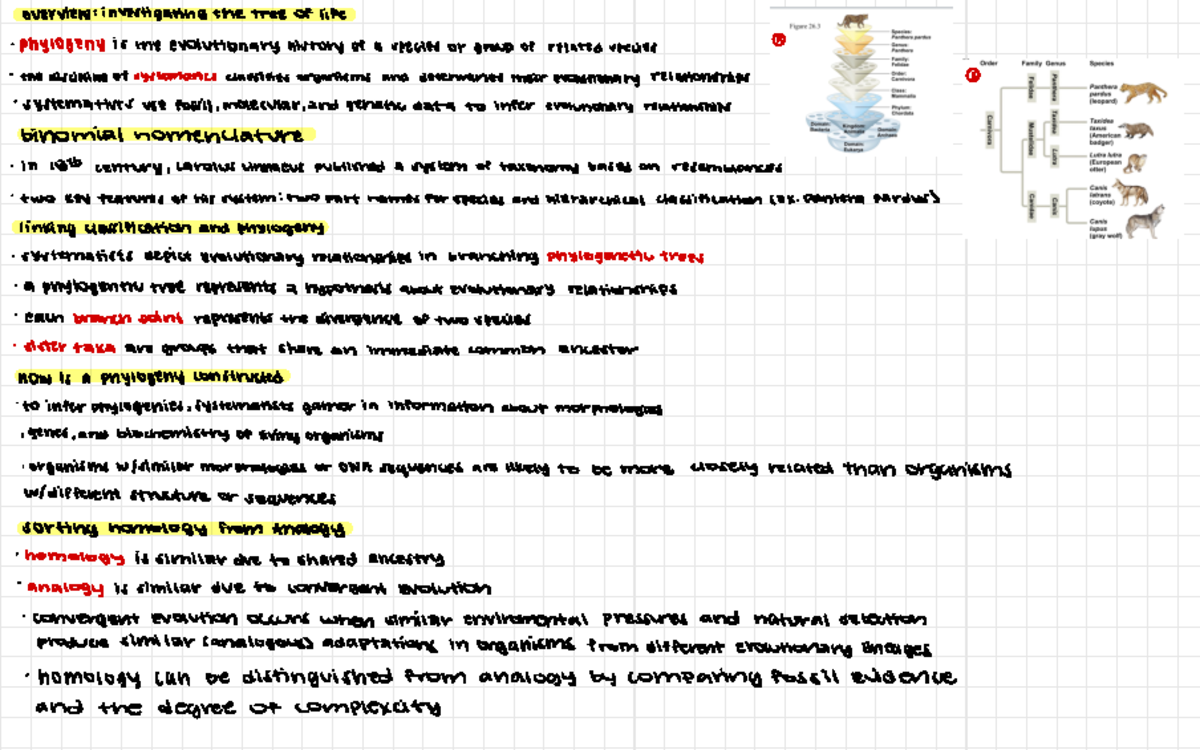 Bio lecture notes 1 - overview:investigating the tree of life phylogeny ...