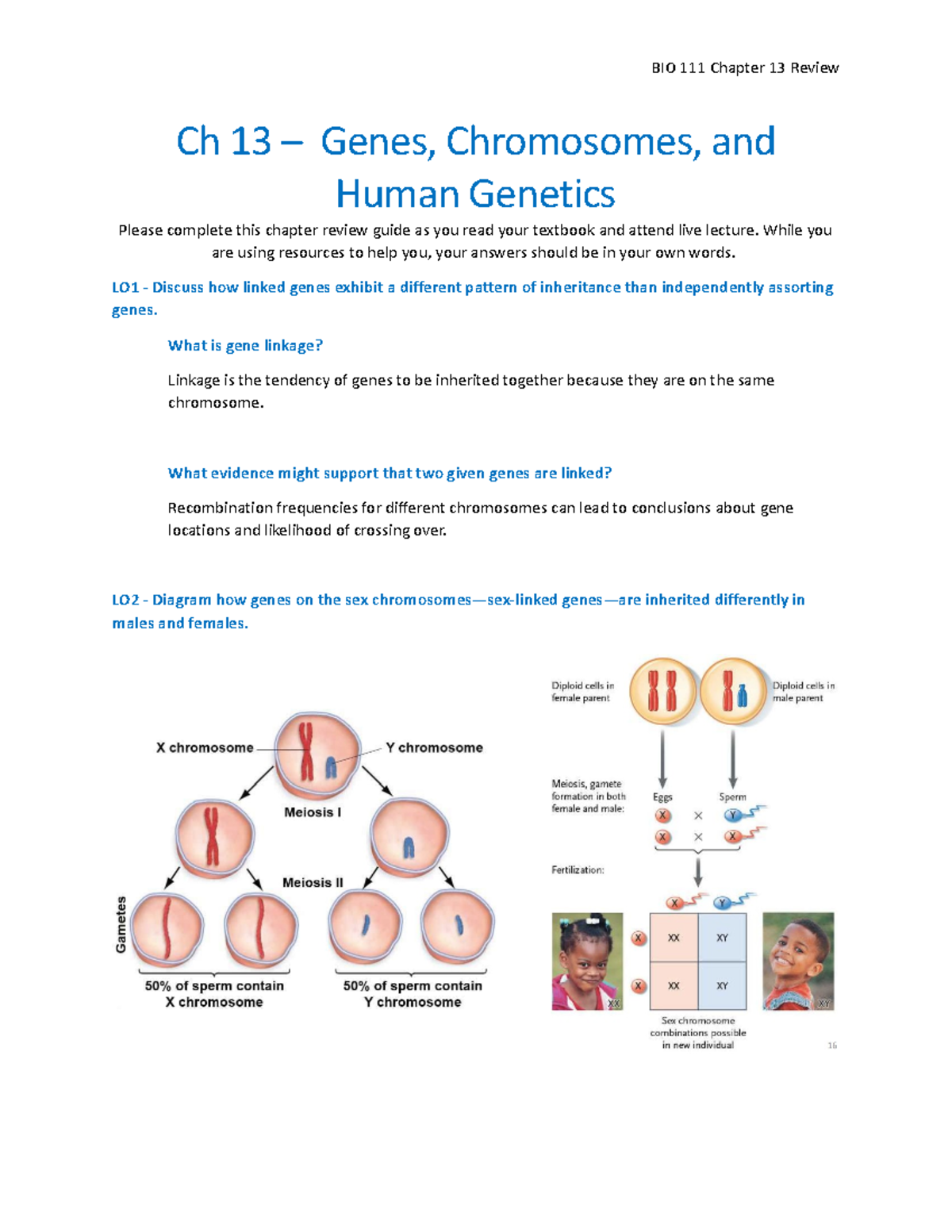 Review Sheet Ch 13 - Human Genetics - BIO 111 Chapter 13 Review Ch 13 ...