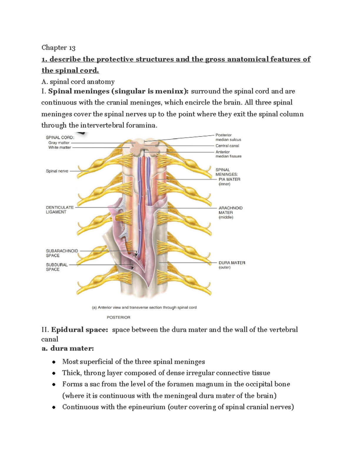 Chapter 13 Anatomy - Lecture notes 13 - Chapter 13 1. describe the ...