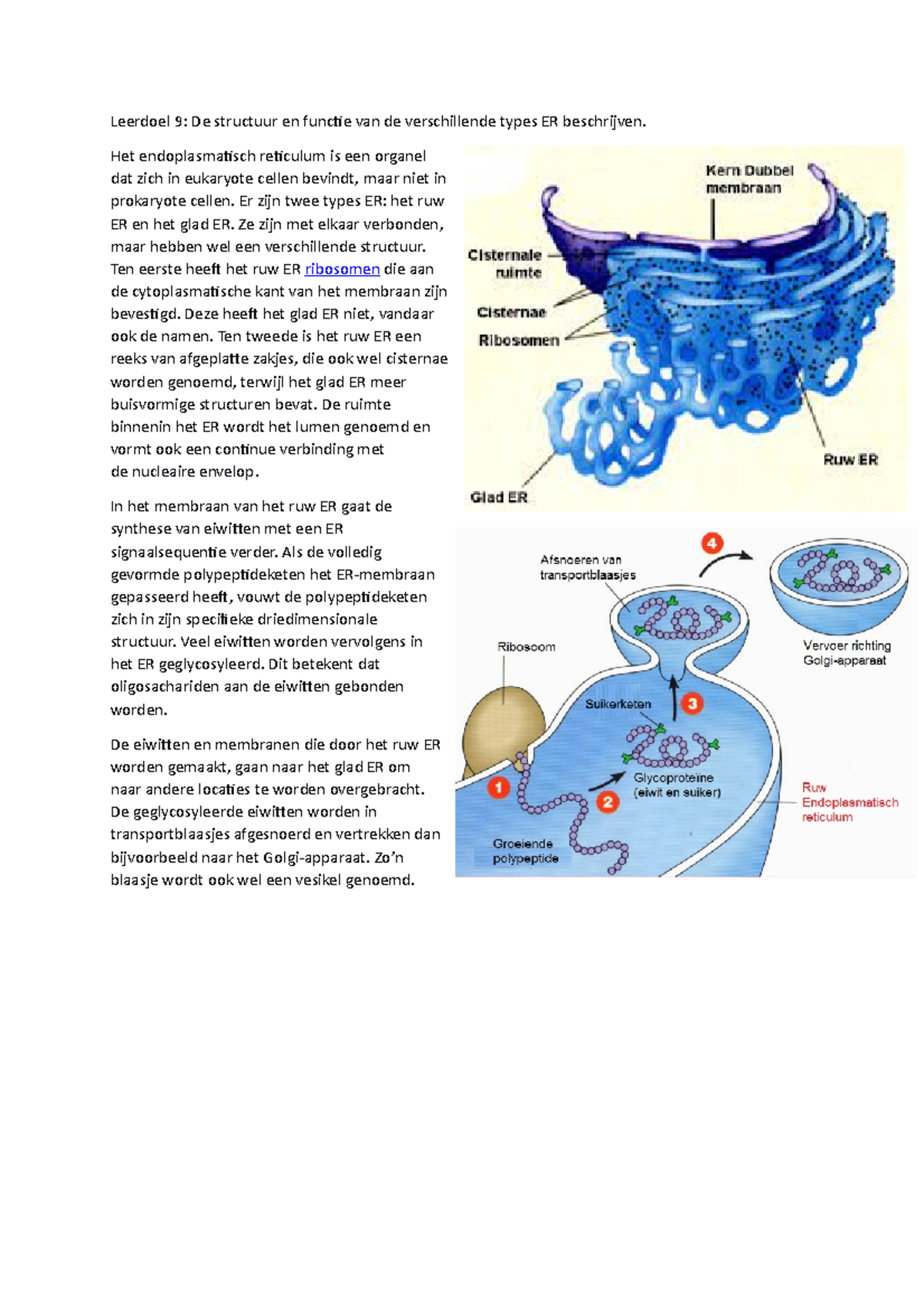 Celbiologie PO 1 Leerdoel 9: Functie En Structuur ER - Leerdoel 9: De ...