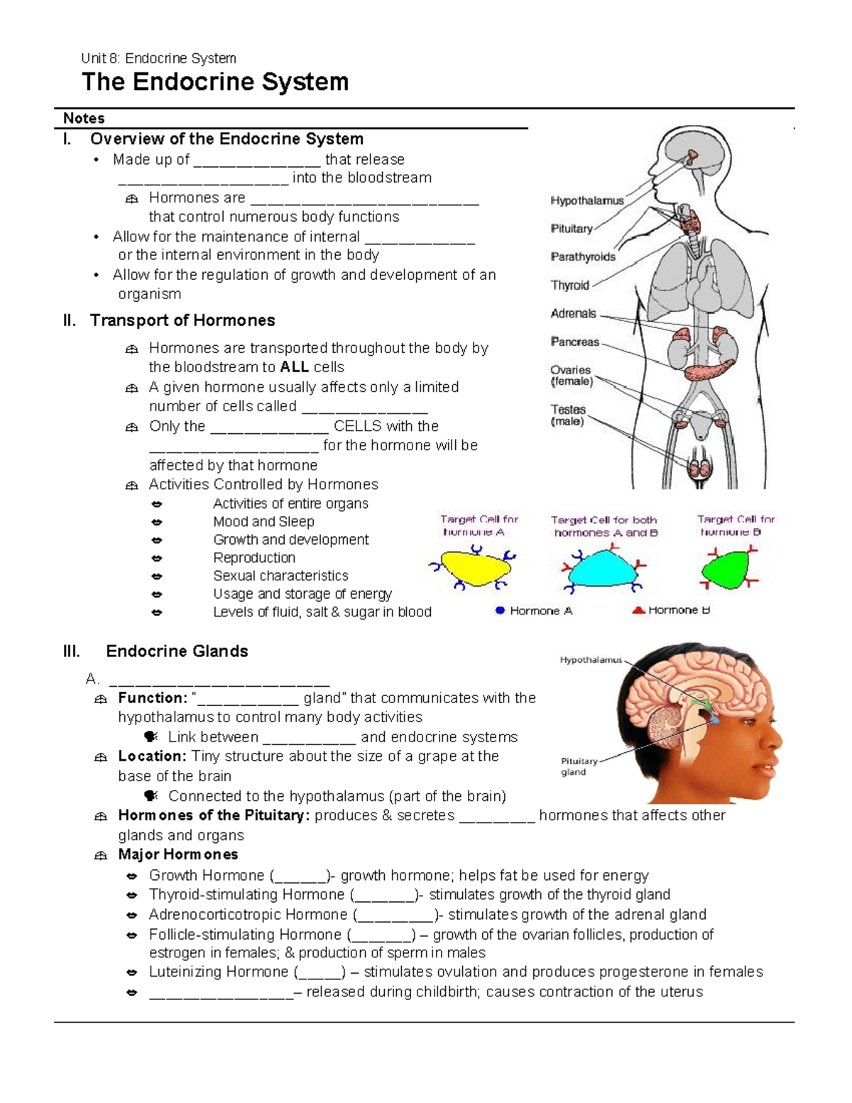 Endocrine fill-in notes - Unit 8: Endocrine System The Endocrine System ...