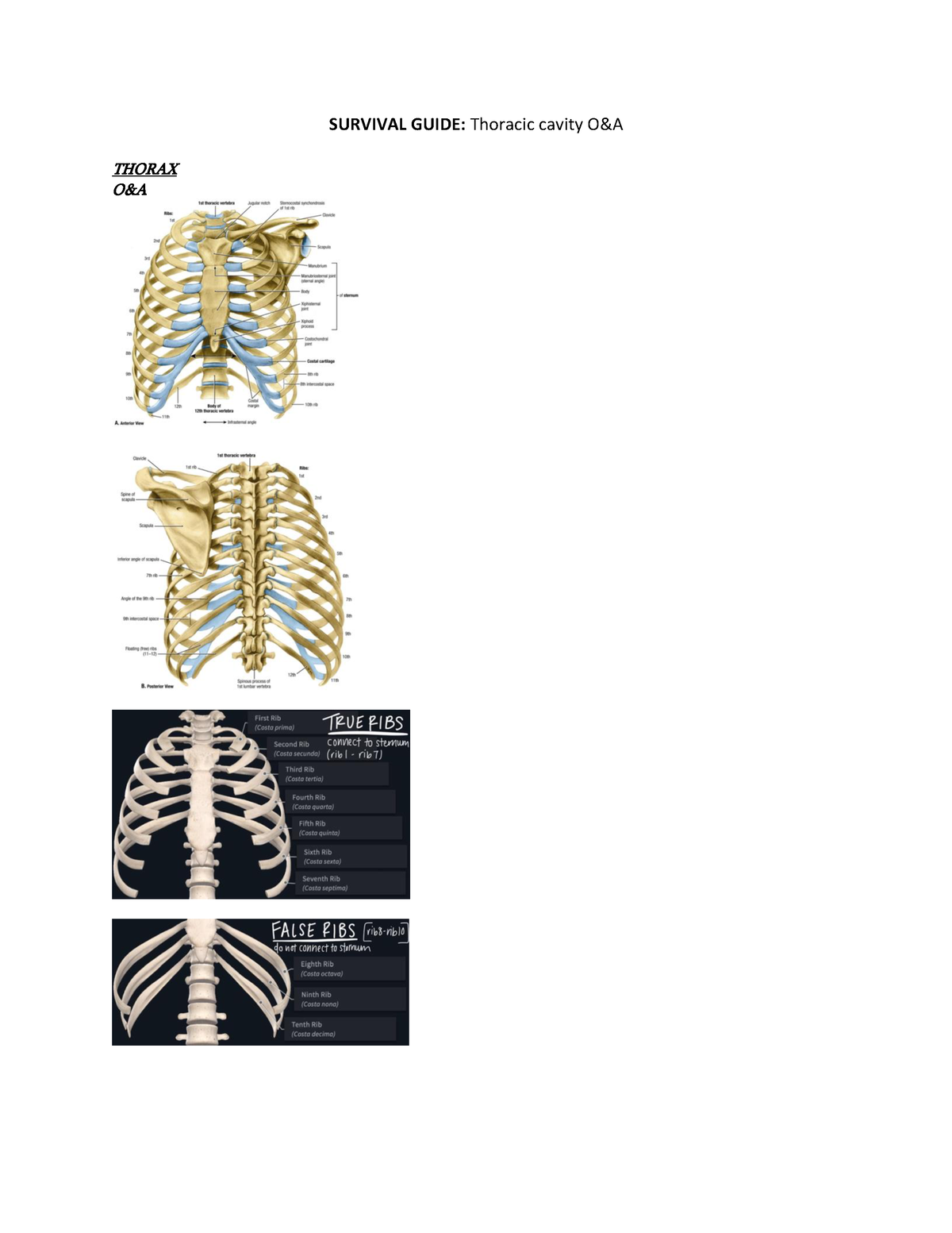 survival-guide-thoracic-cavity-survival-guide-thoracic-cavity-o-a