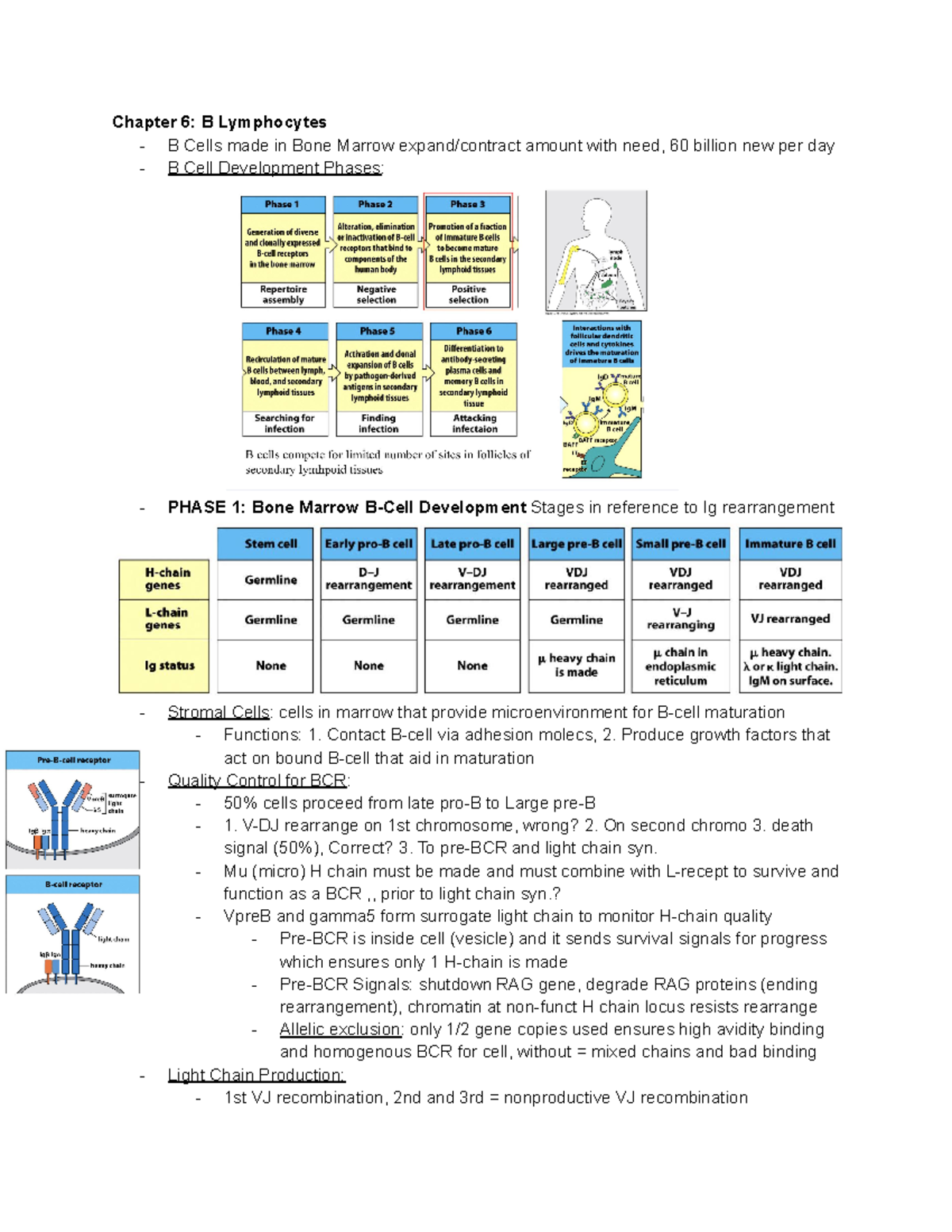 Bi385 Exam 2 All Information - Chapter 6: B Lymphocytes - B Cells Made ...