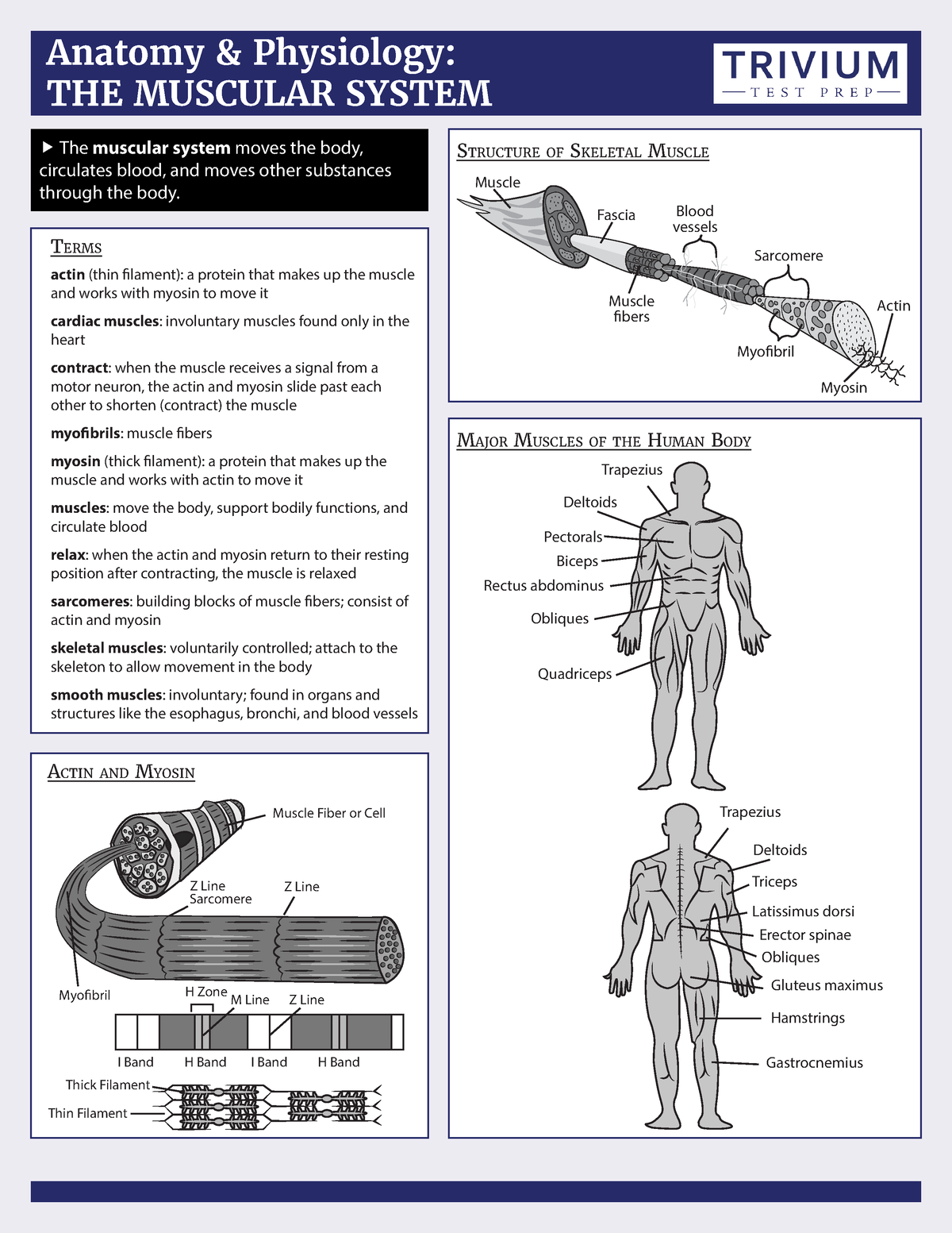 Muscular System - Anatomy And Physiology - Anatomy & Physiology: THE ...