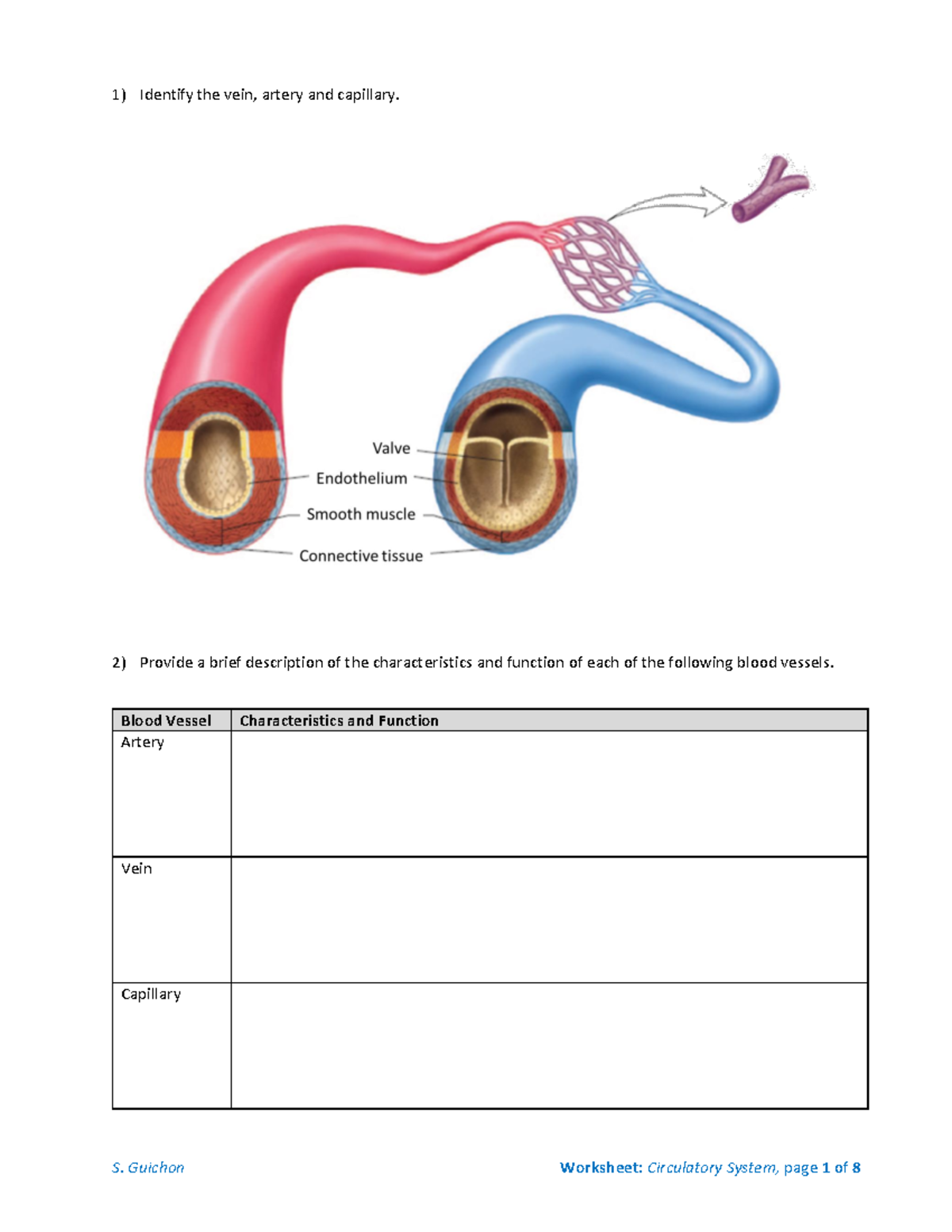 Circulatory System - Worksheet - Identify the vein, artery and ...