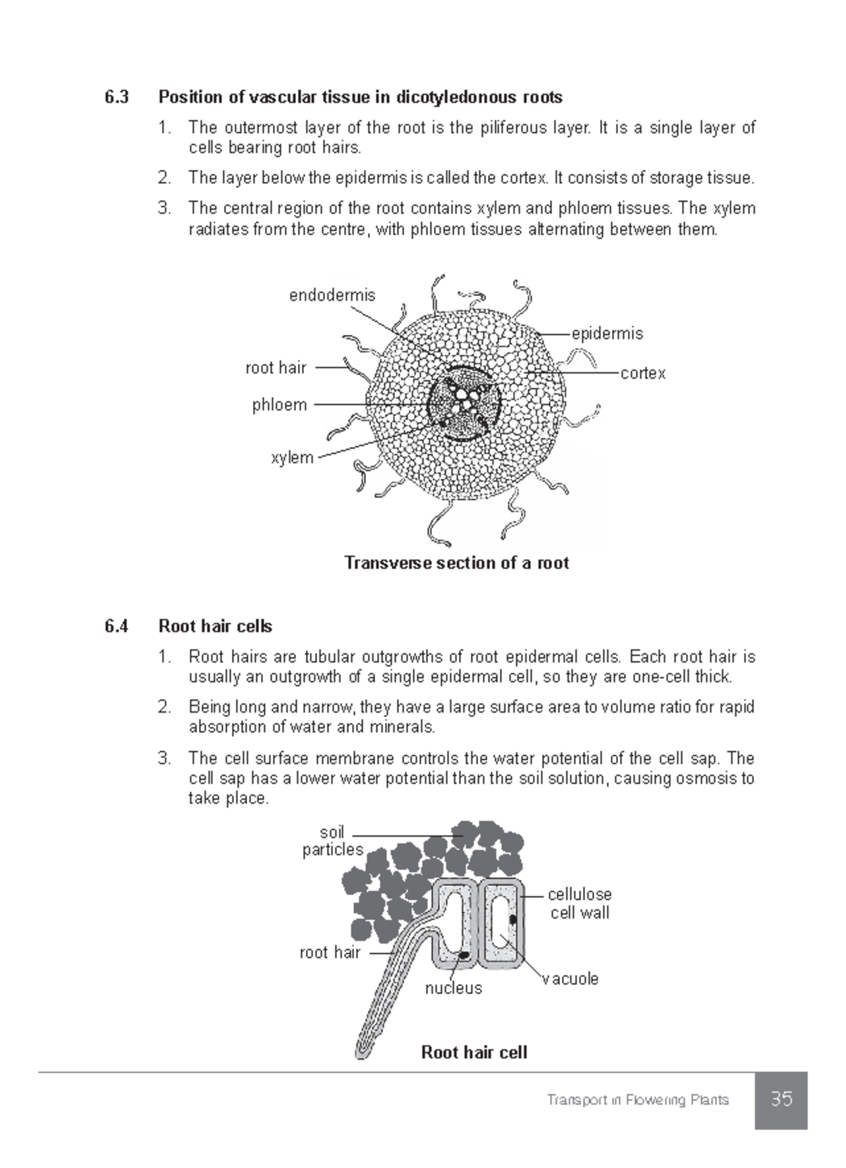 41 - hello - Transport in Flowering Plants 35 6 Position of vascular ...