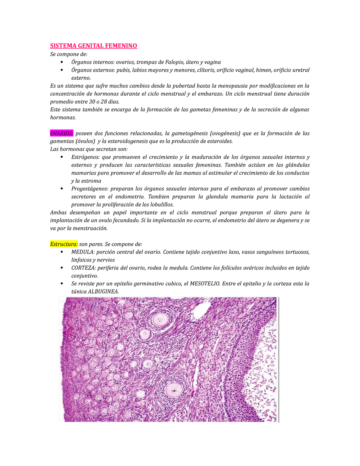 Resumen Embriologia Espero Les Sirva Sistema Genital Femenino Se Compone De Rganos Studocu