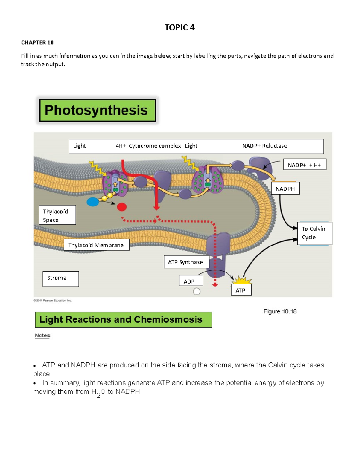 WEEK 7-HW- Chapter 10 - TOPIC 4 CHAPTER 10 Fill in as much information ...