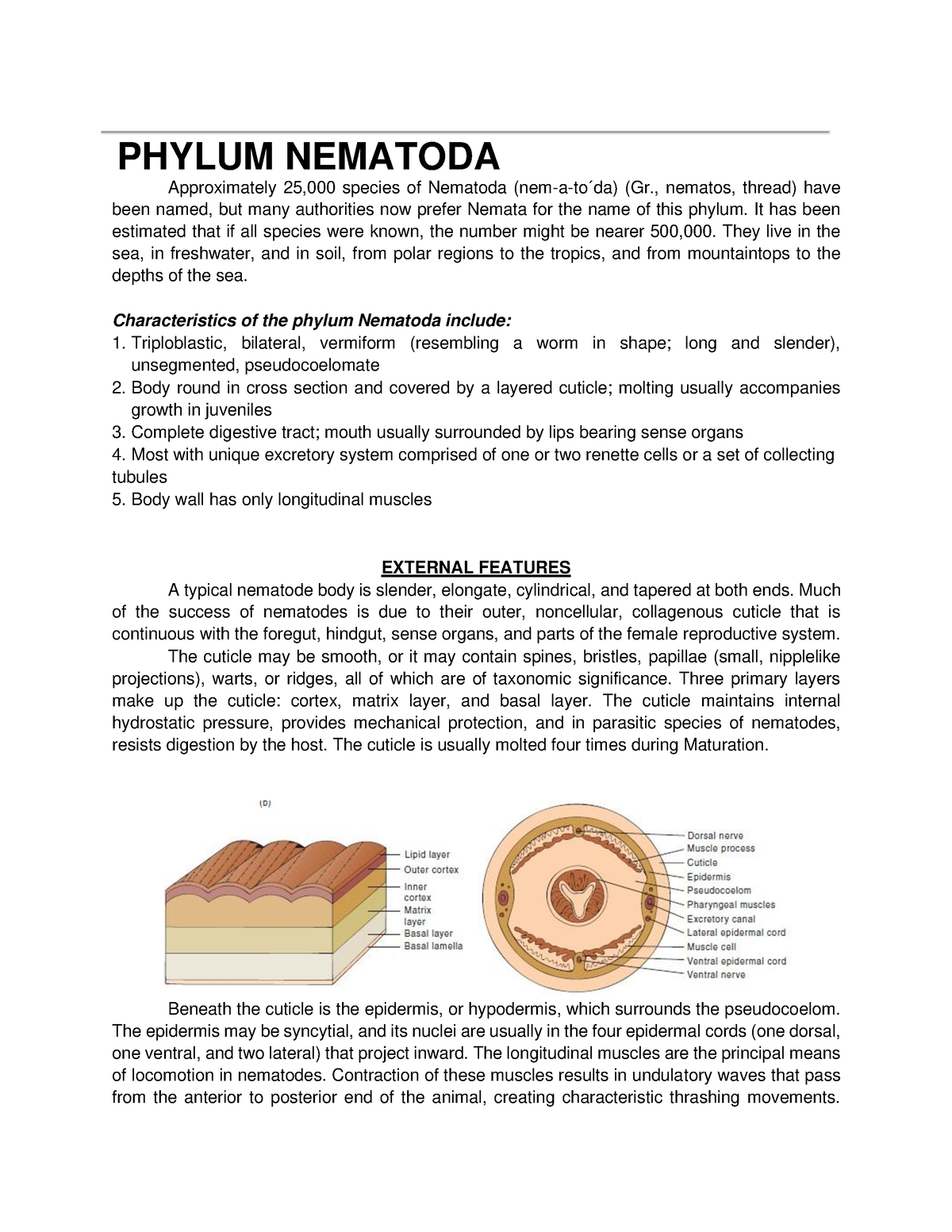 Nematoda - Excretory Systems